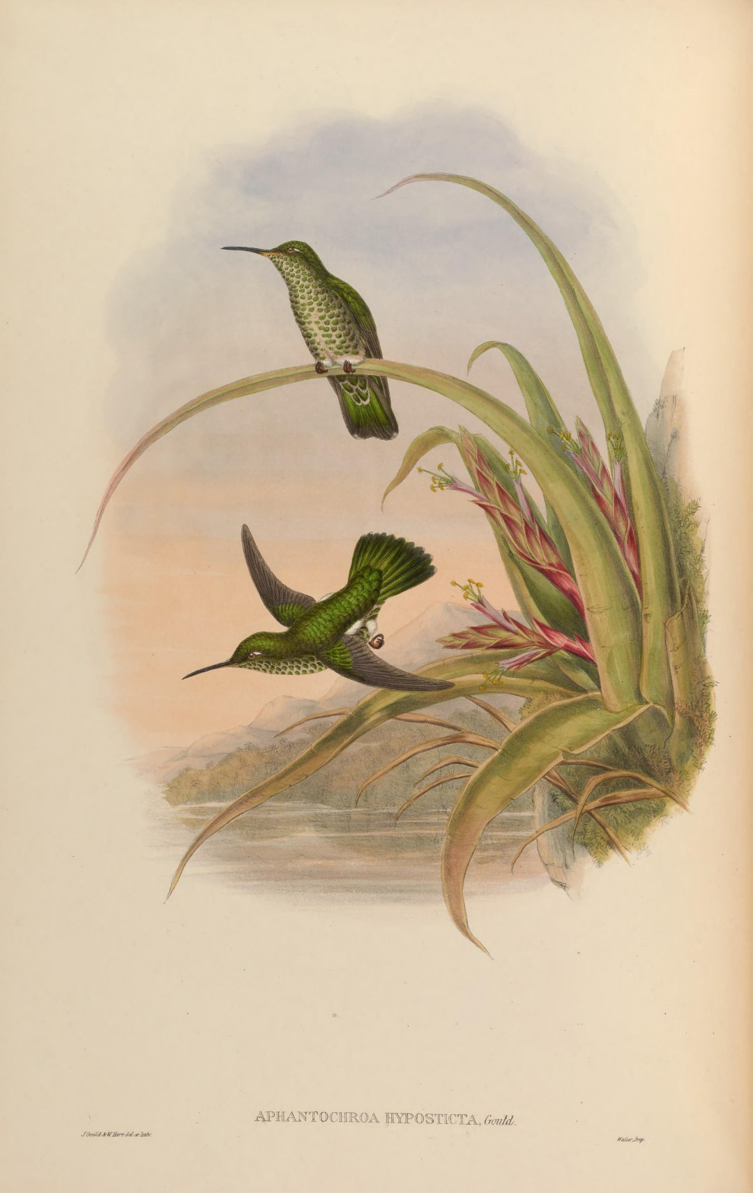 White-breasted Wood-Wren