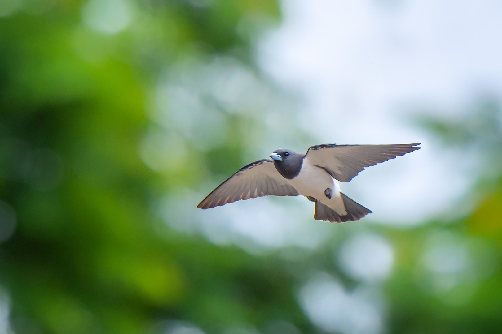 White-breasted Woodswallow