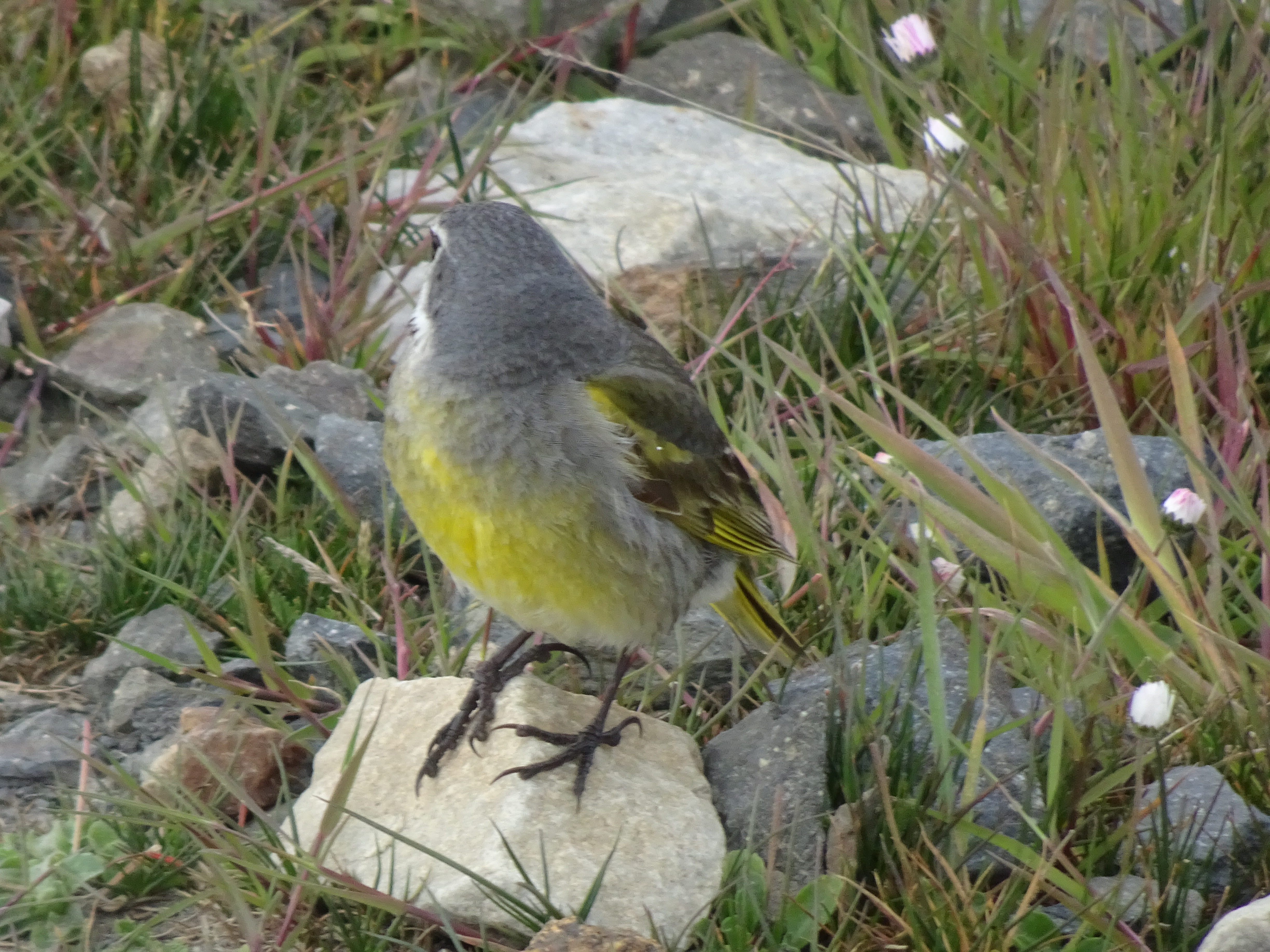 White-bridled Finch