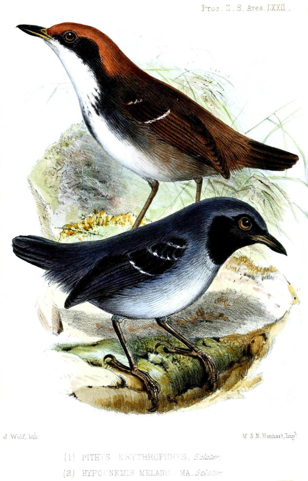 White-browed Antbird