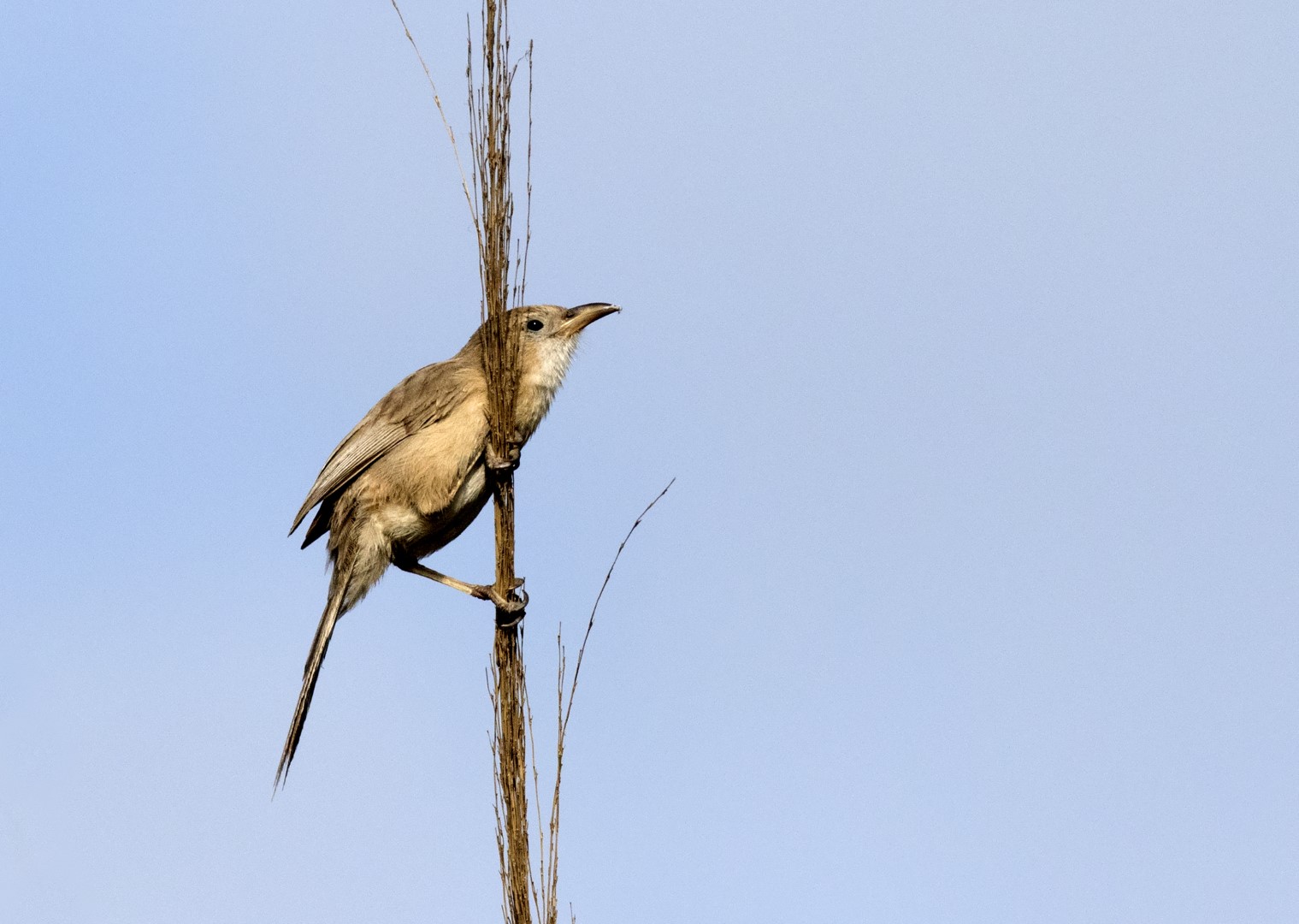 White-browed Antbird