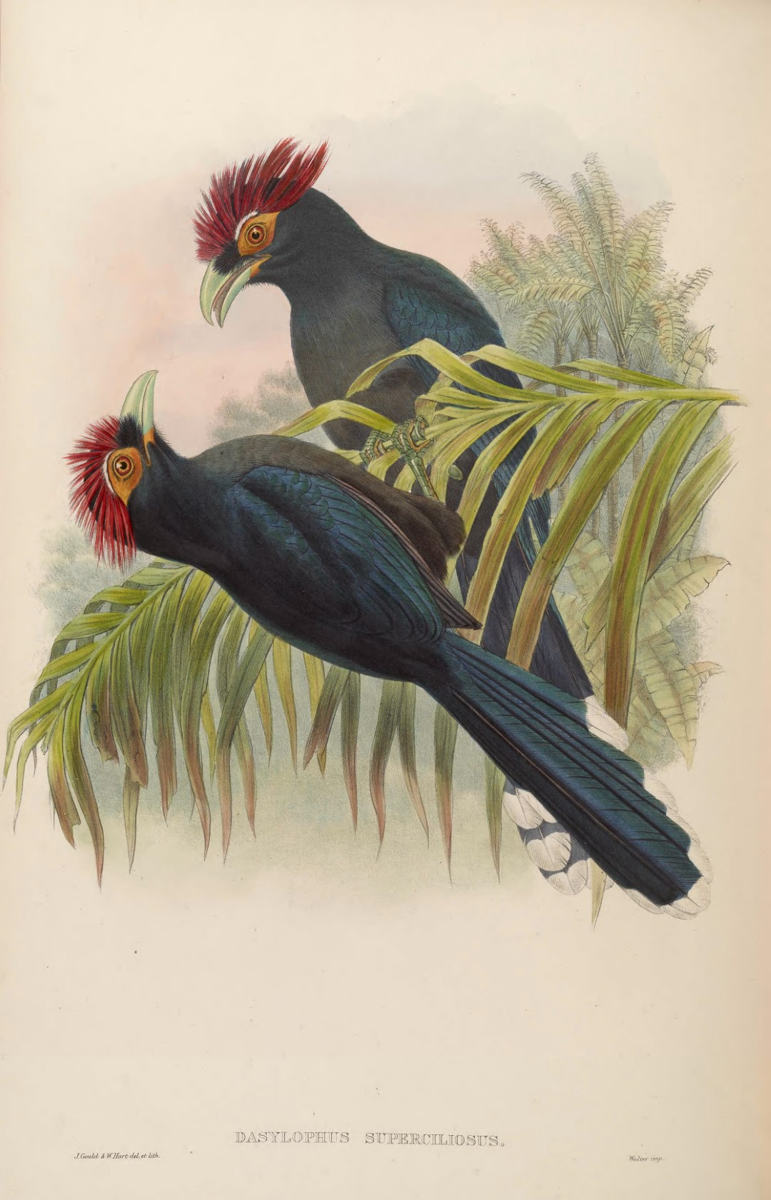 White-browed Antbird