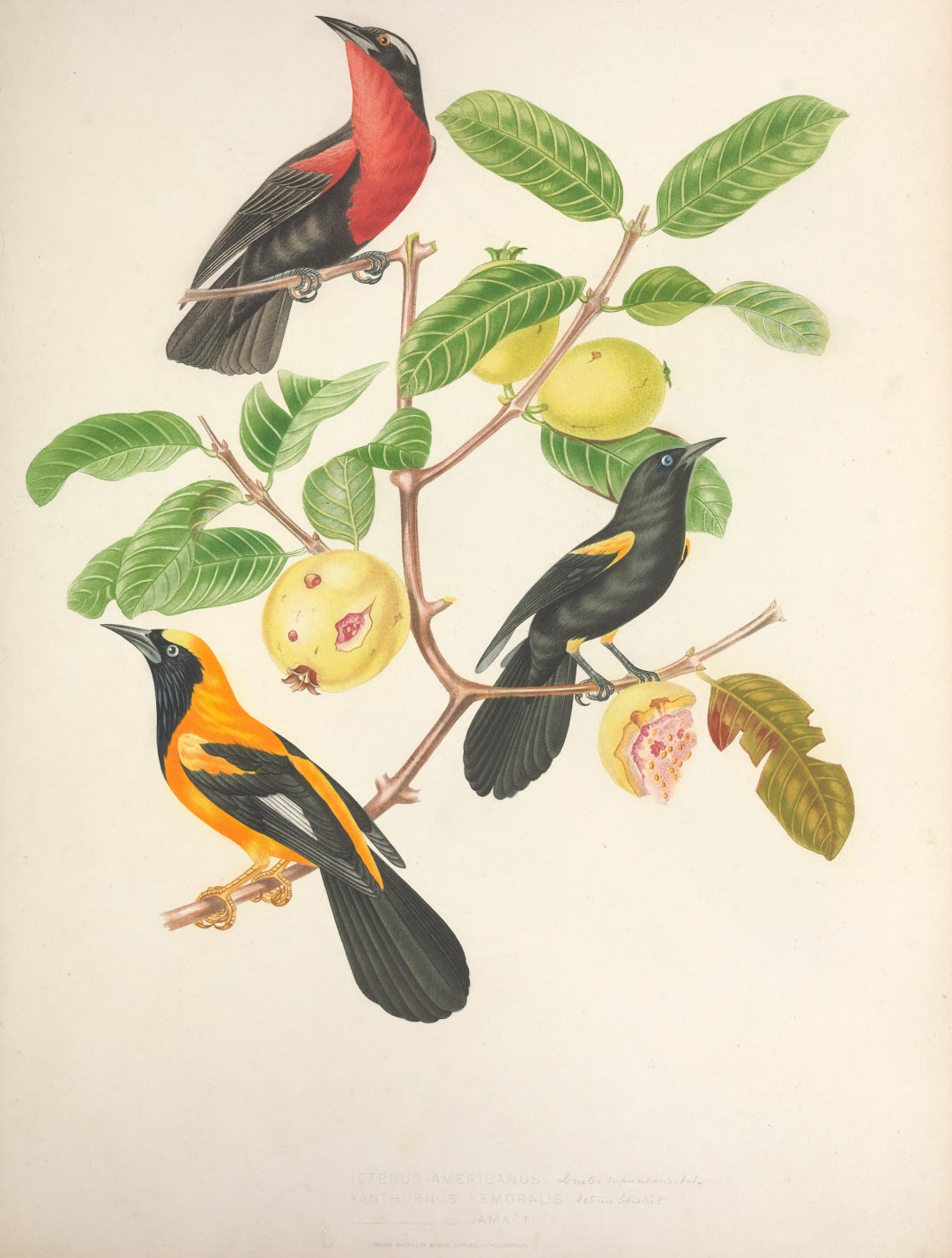 White-browed Blackbird