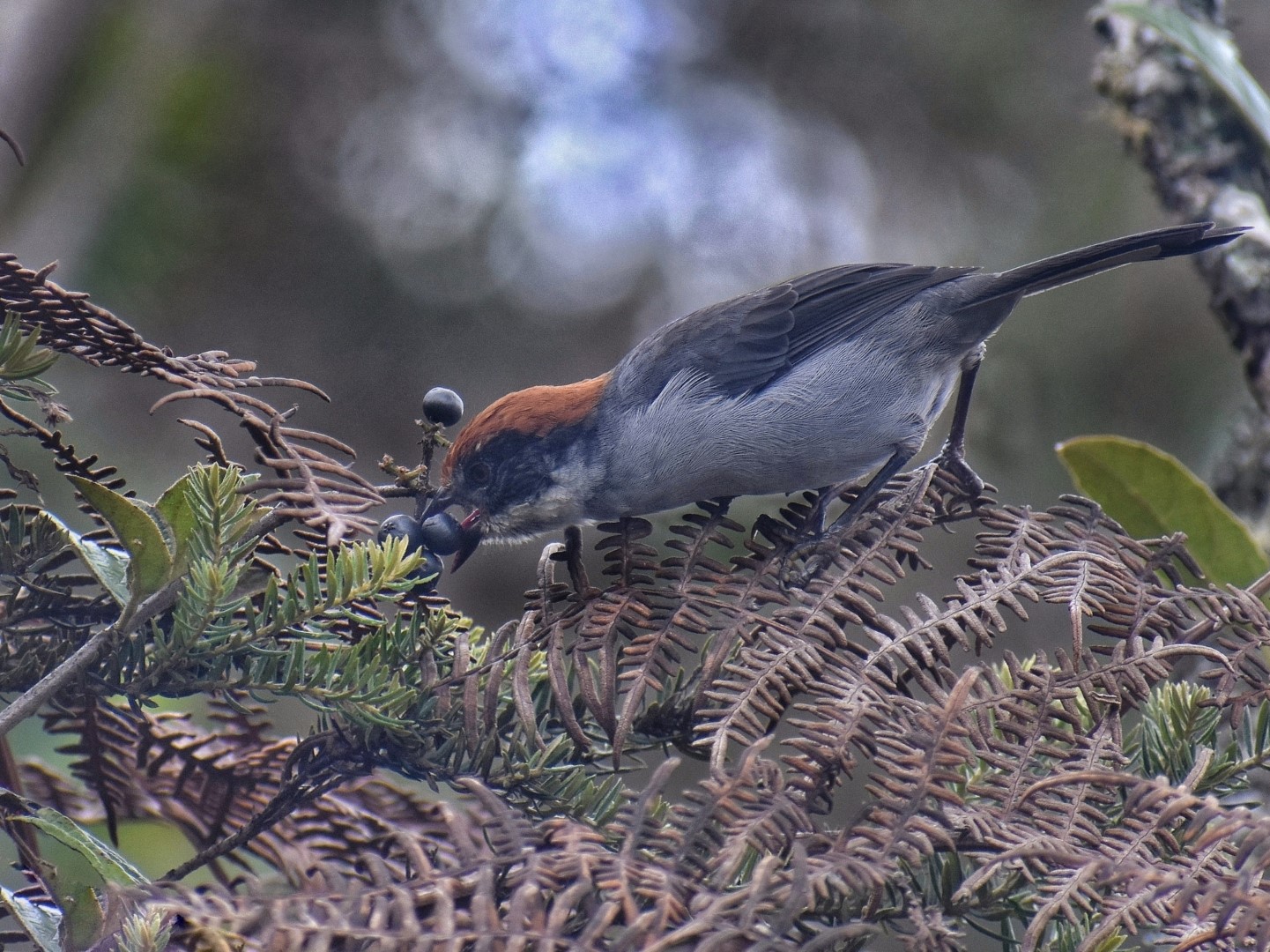 White-browed Brushfinch