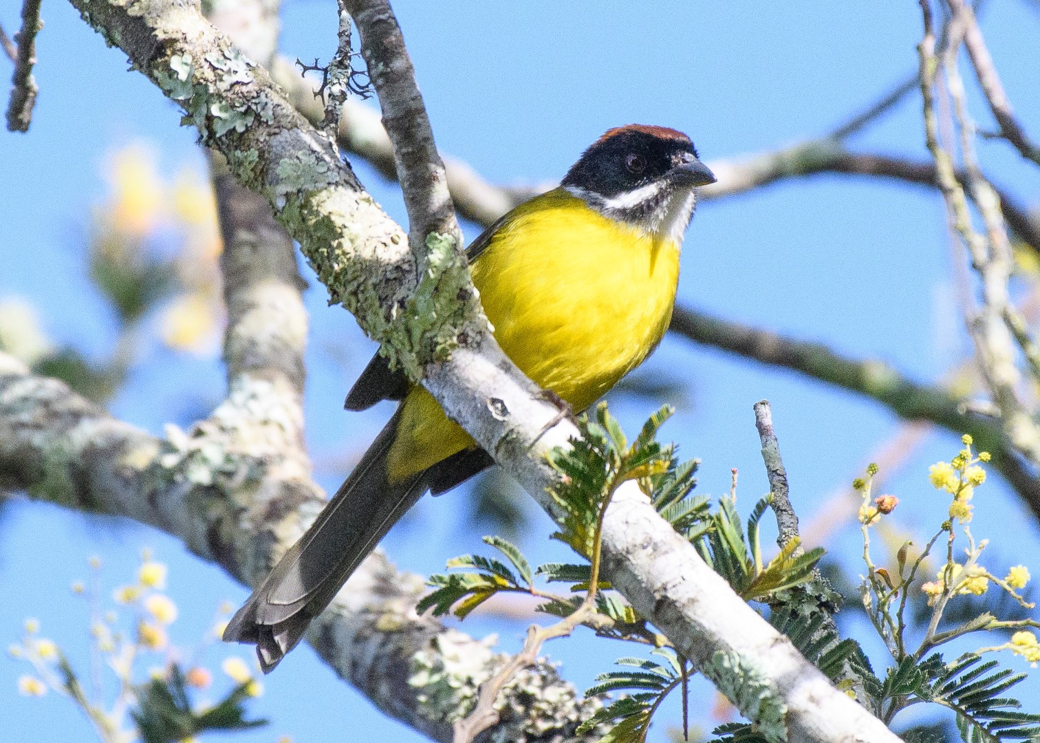 White-browed Brushfinch