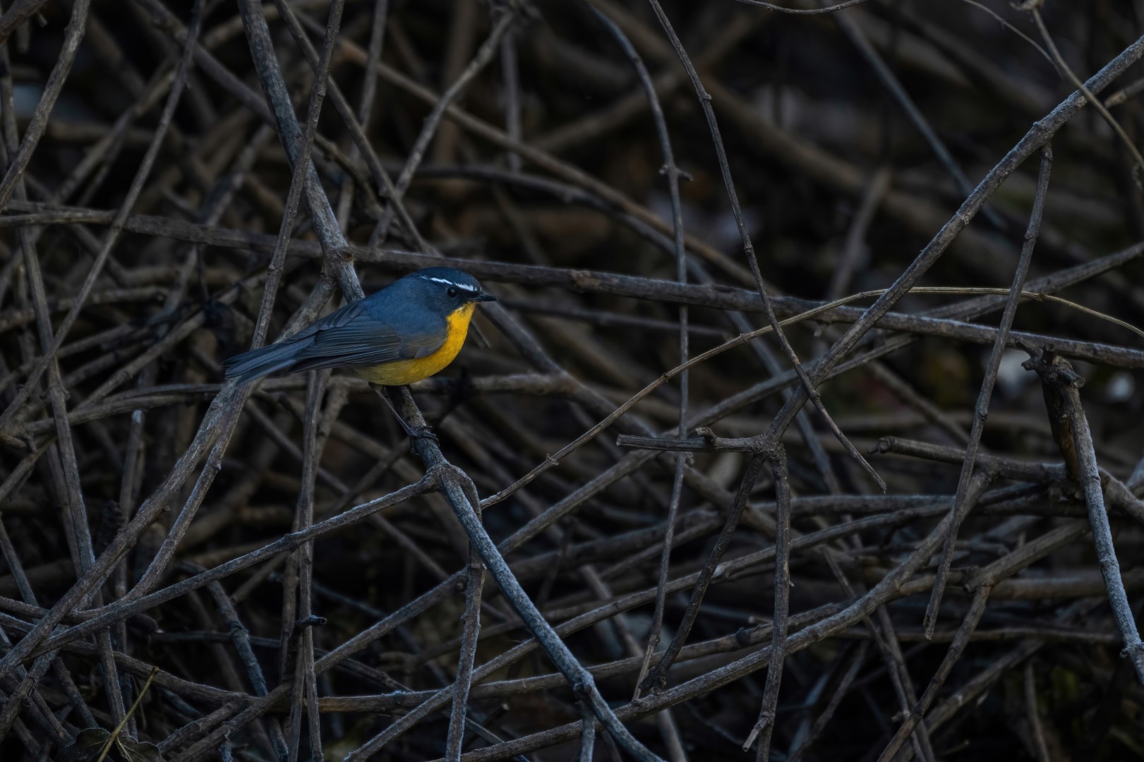 White-browed Bush Robin