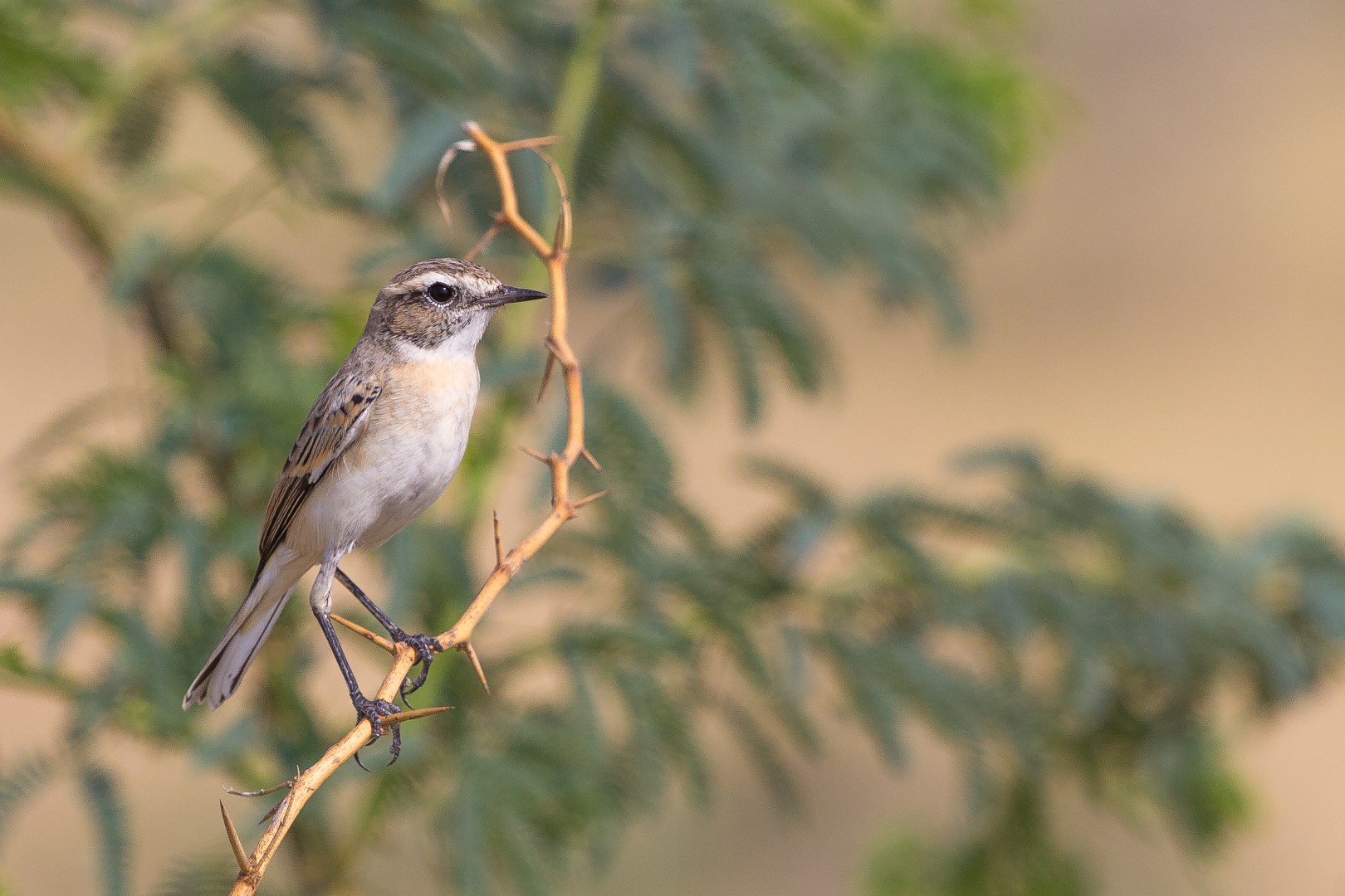 White-browed Bushchat