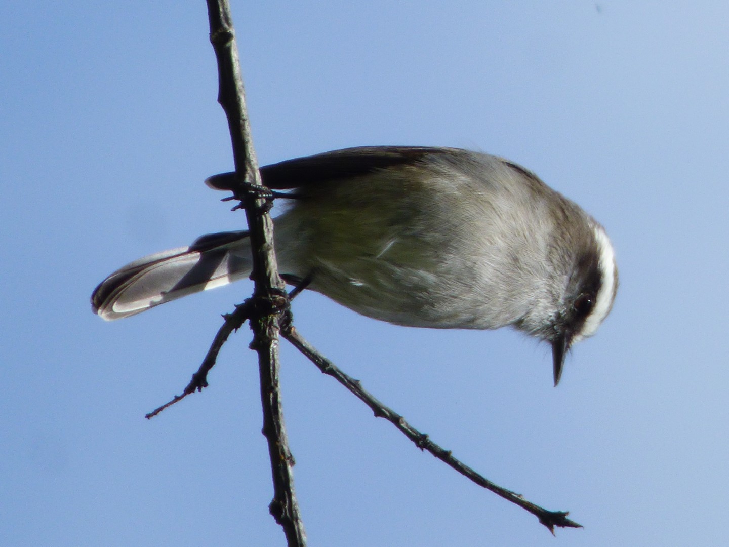 White-browed Chat-Tyrant