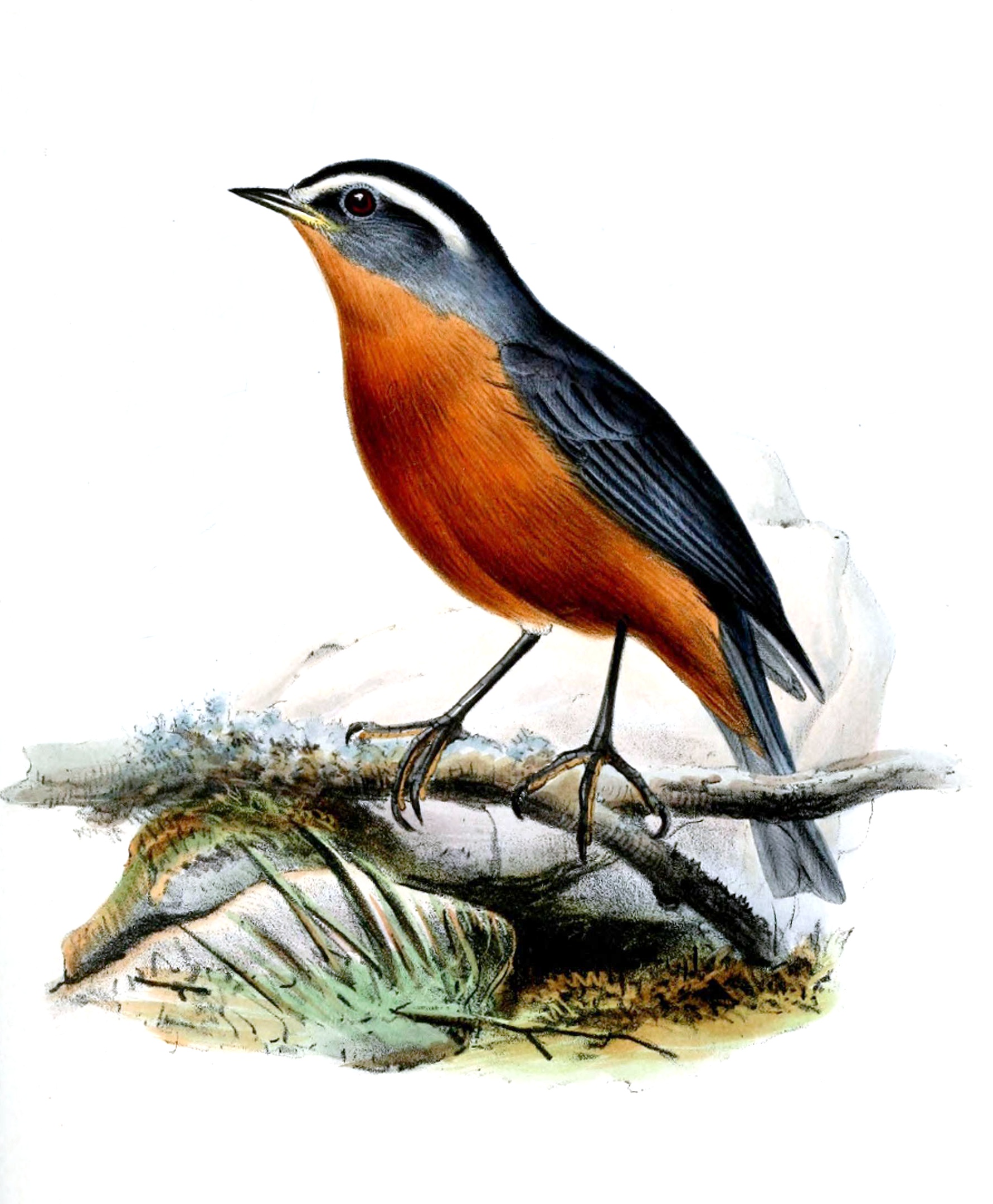 White-browed Conebill