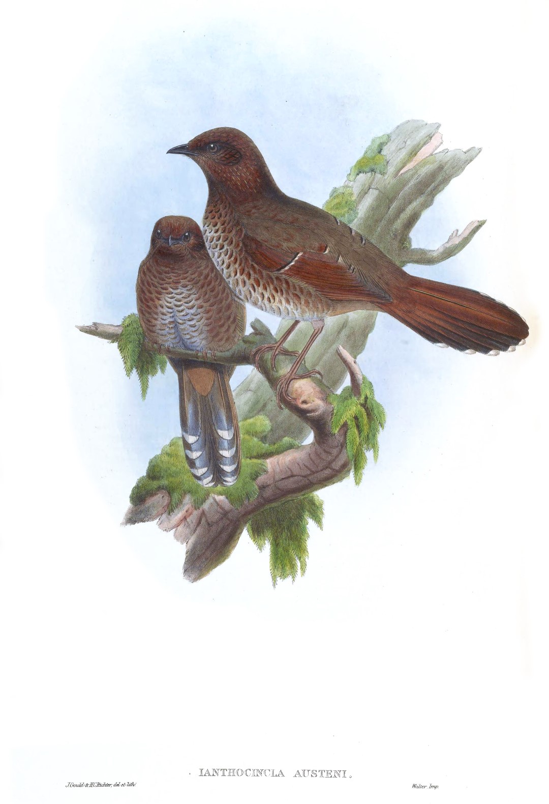 White-browed Fulvetta