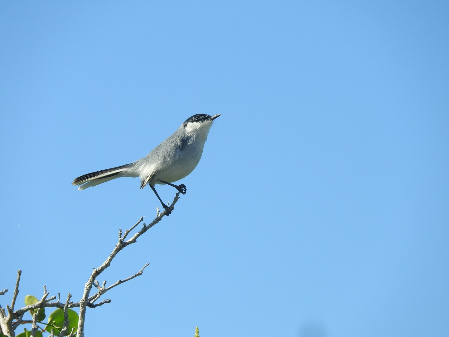 White-browed Gnatcatcher