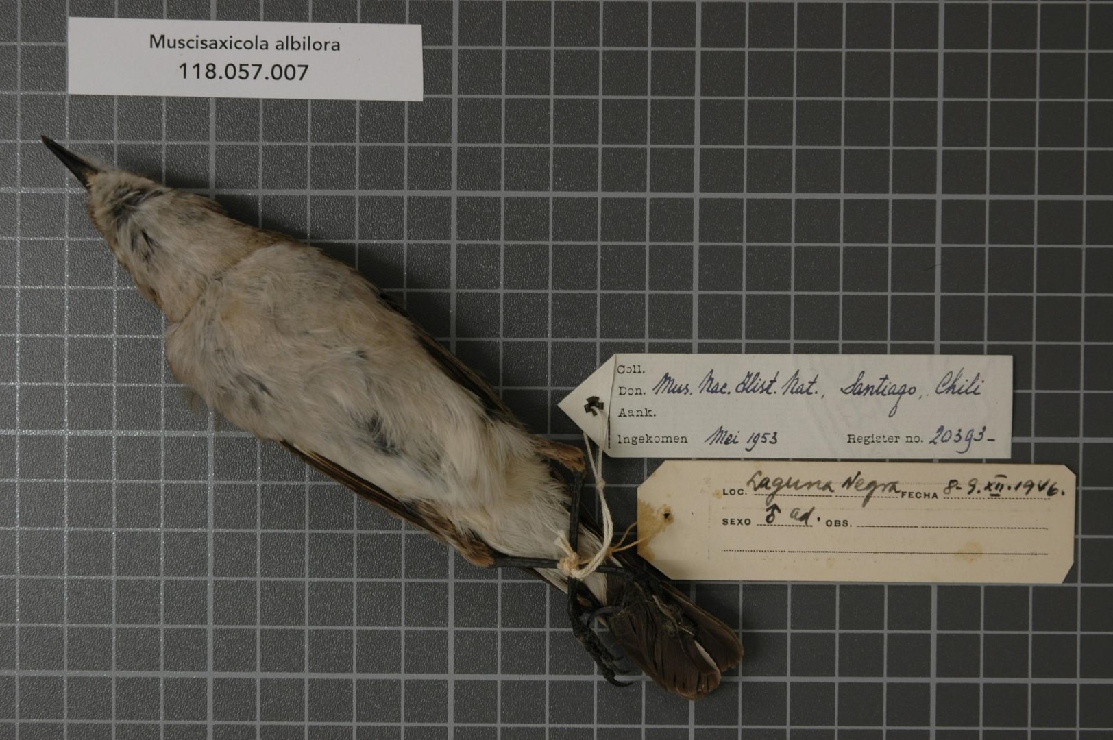 White-browed Ground-Tyrant