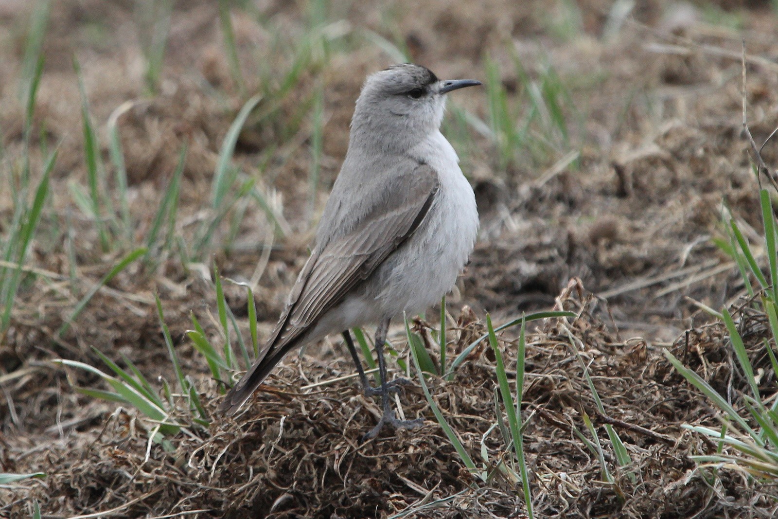 White-browed Ground-Tyrant