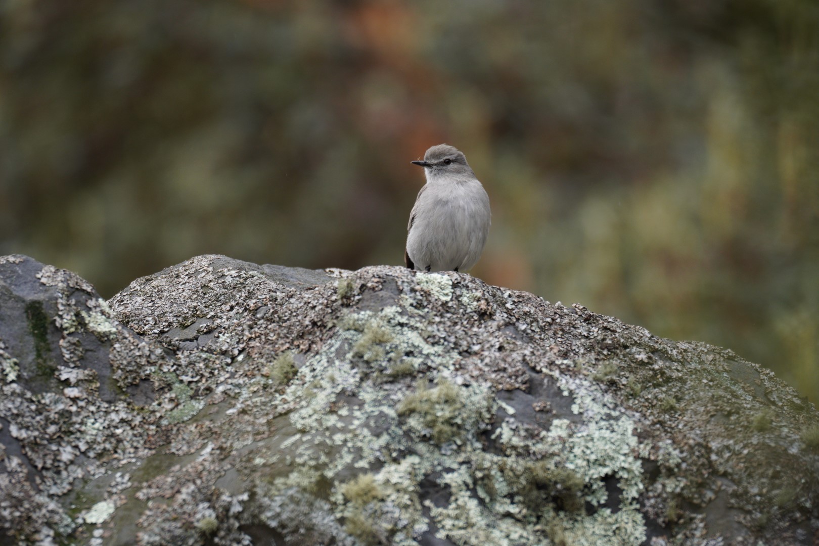 White-browed Ground-Tyrant