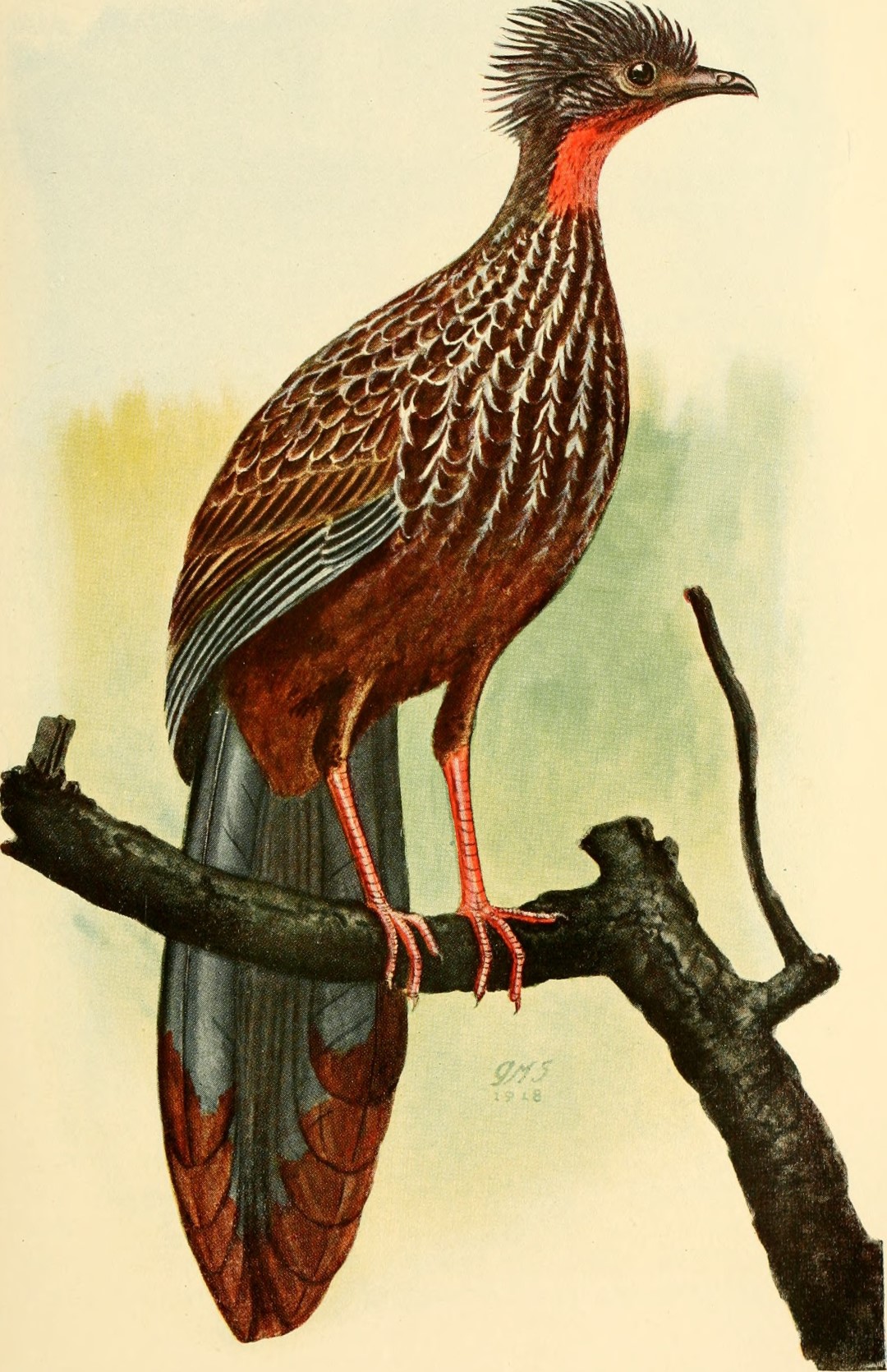 White-browed guan