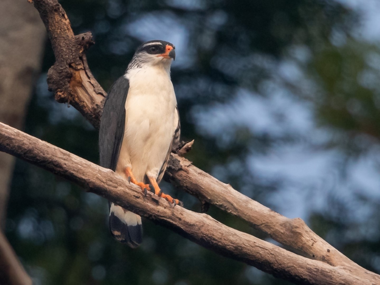 White-browed hawk