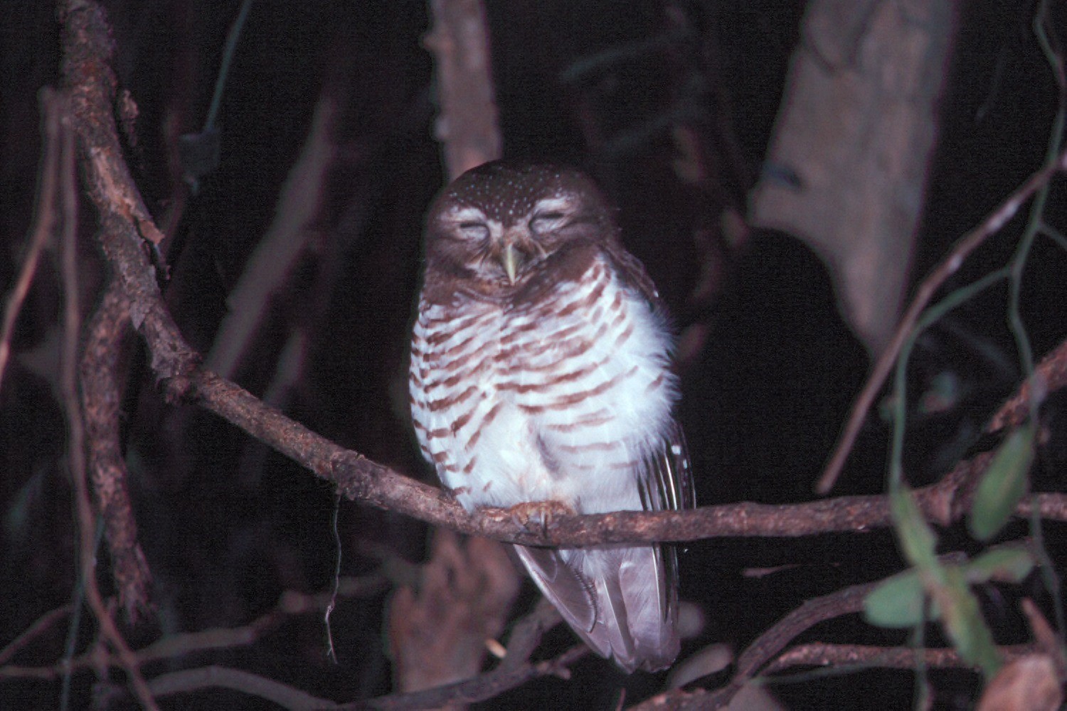 White-browed Hawk-Owl