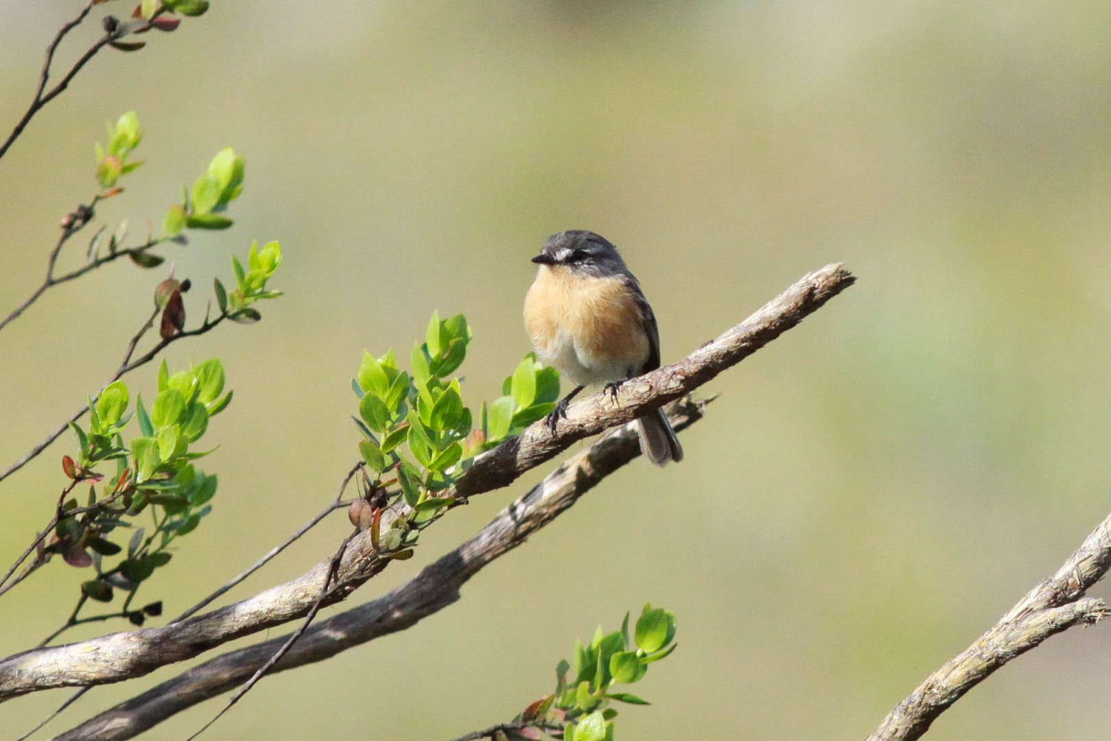 White-browed Piculet