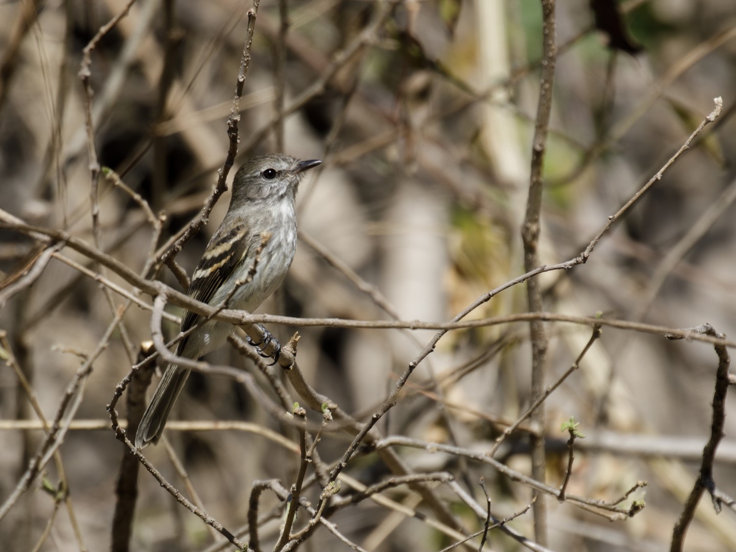 White-browed Purpletuft