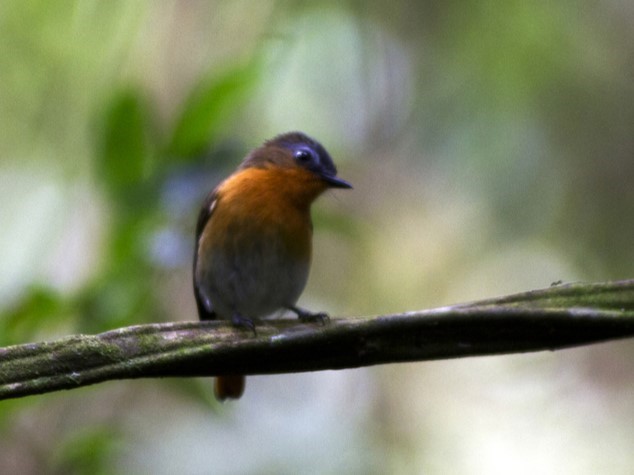 White-browed Robin-Chat
