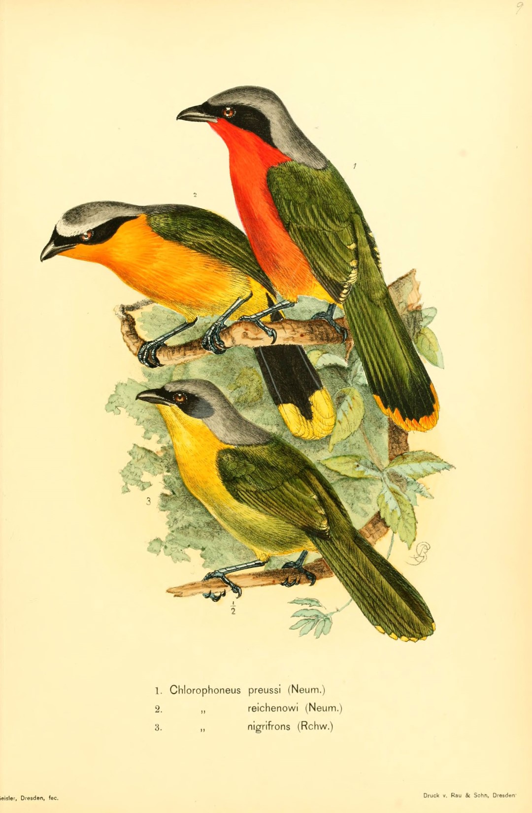 White-browed Robin-Chat