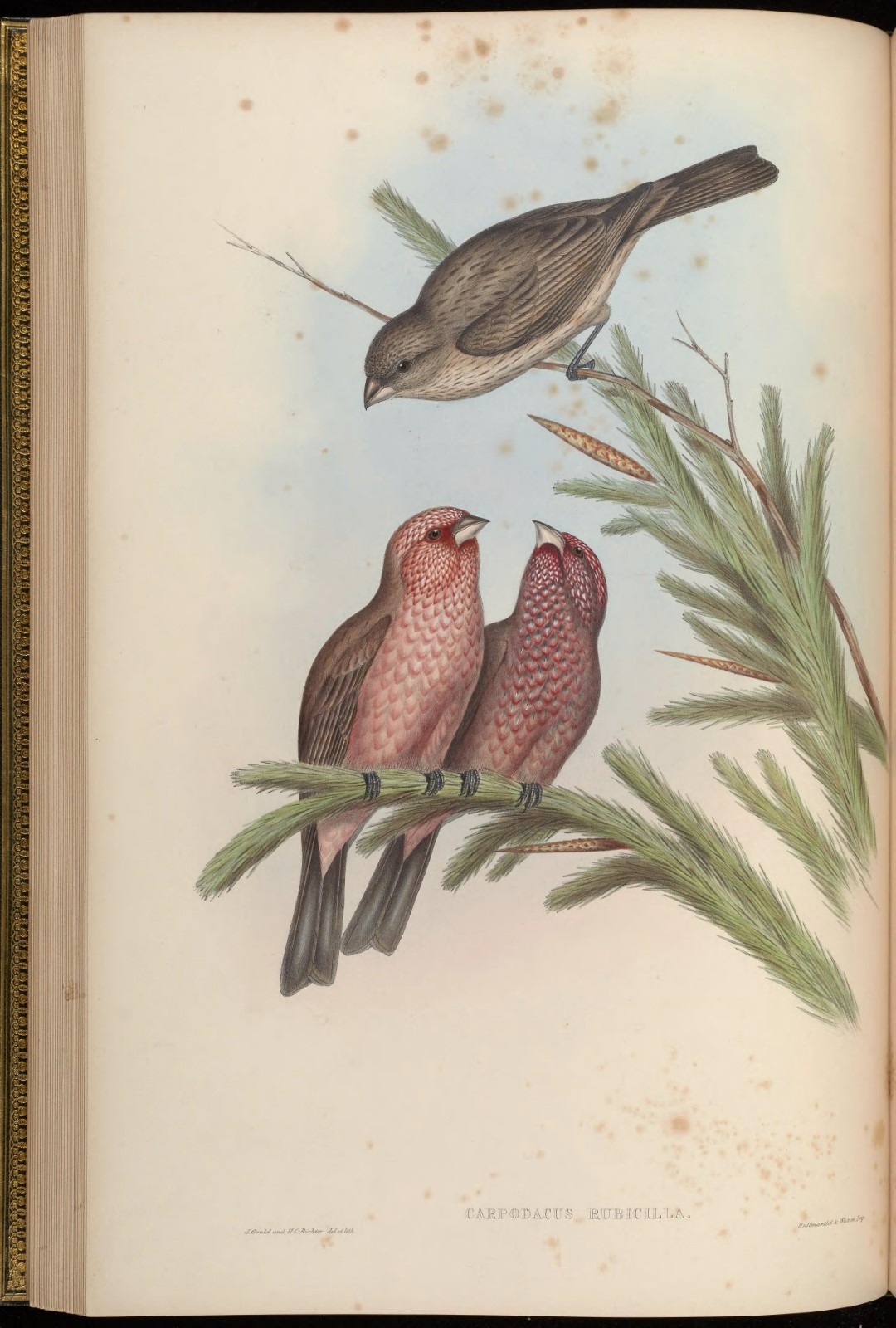 White-browed Rosefinch