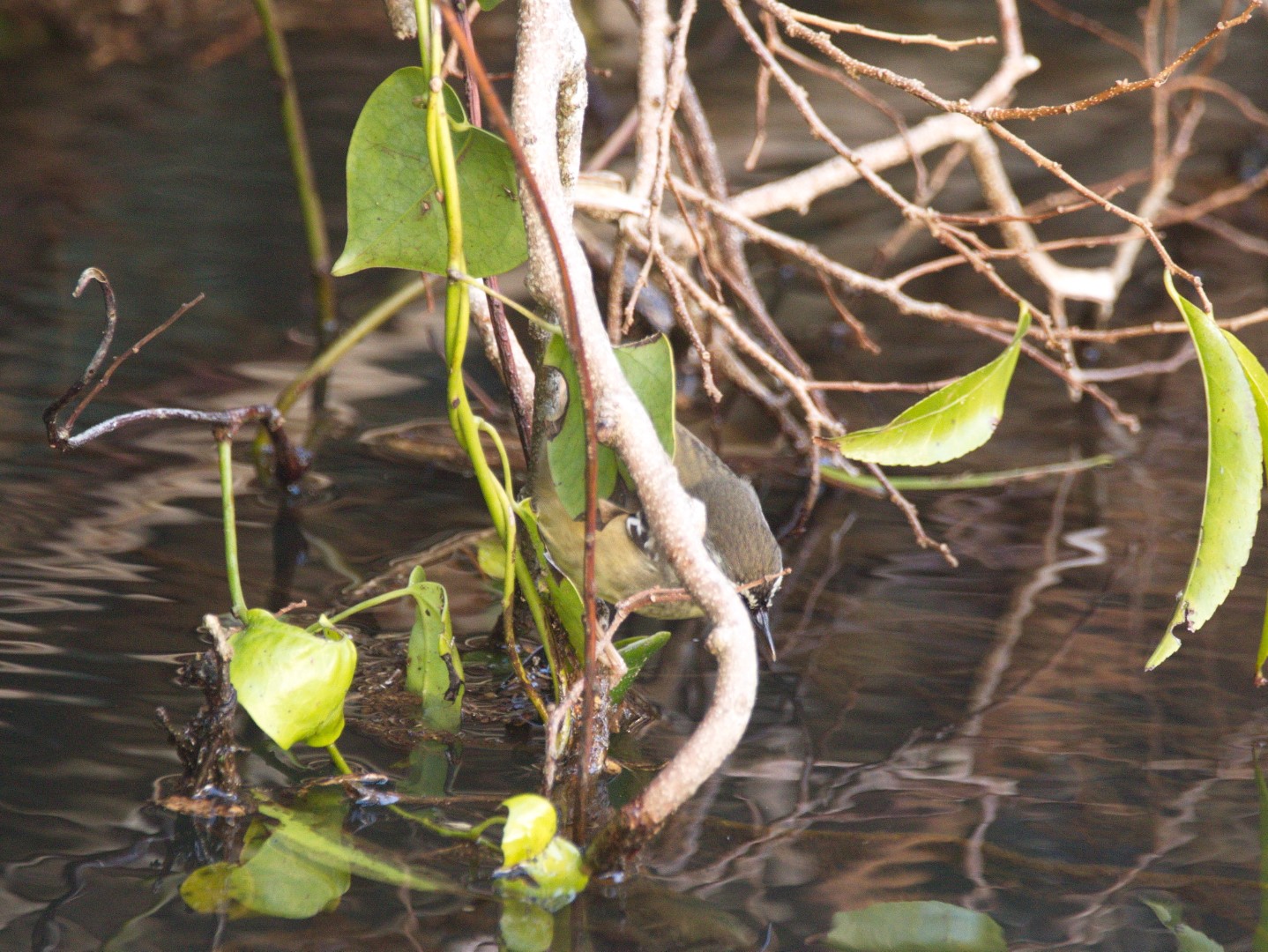 White-browed Scrubwren