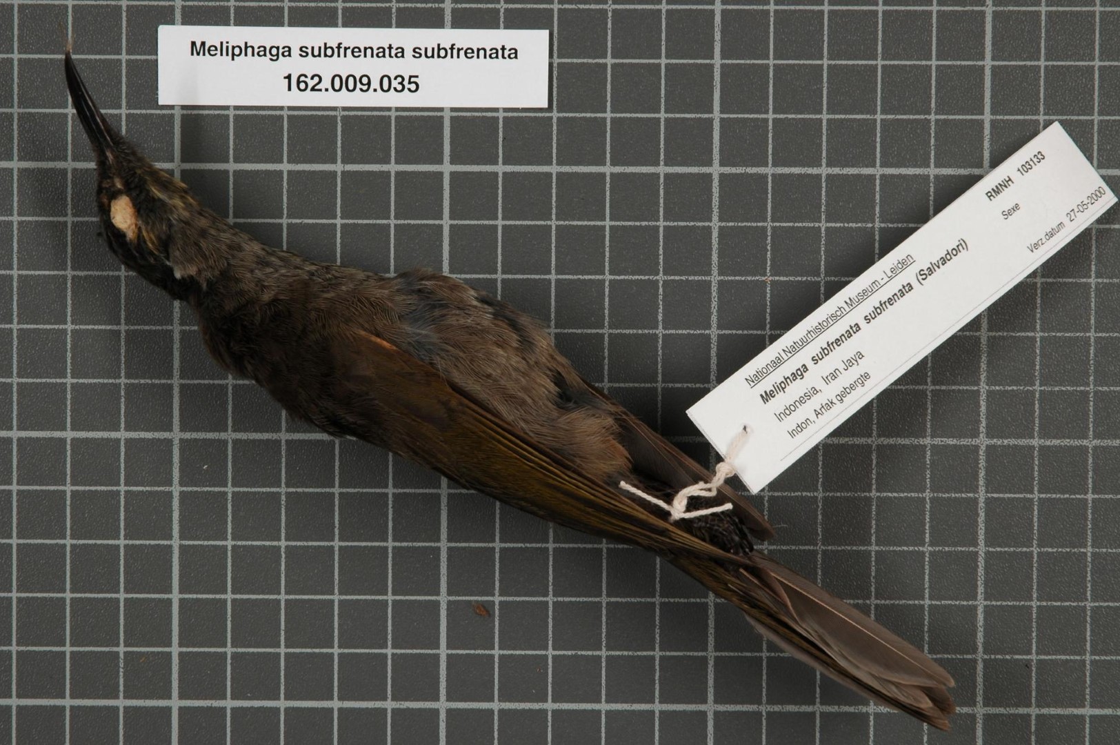 White-browed Scrubwren