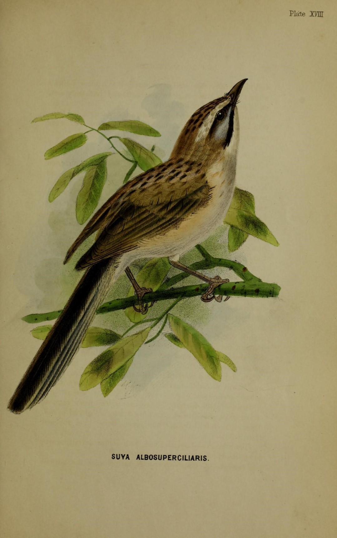 White-browed Shrike-Babbler
