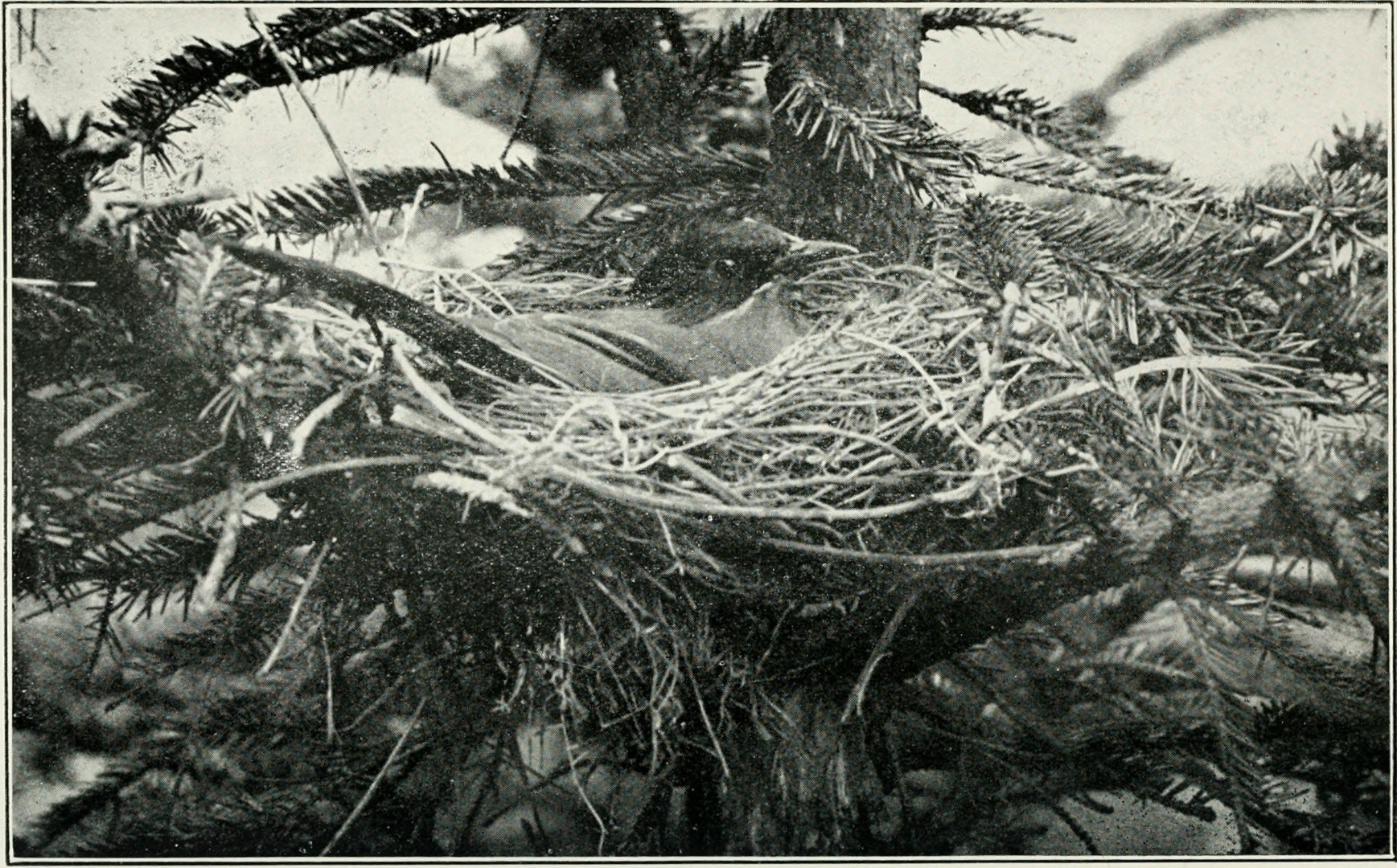 White-browed Shrike-Babbler