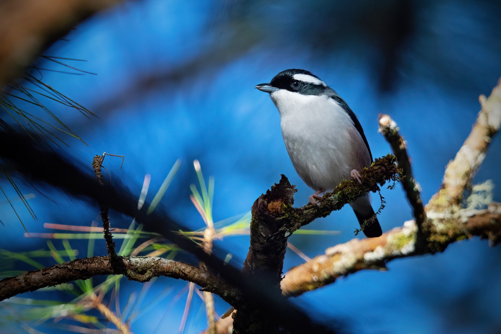 White-browed Shrike-Babbler