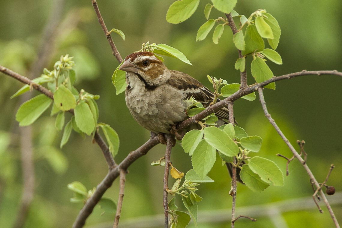 White-browed sparrow-weaver