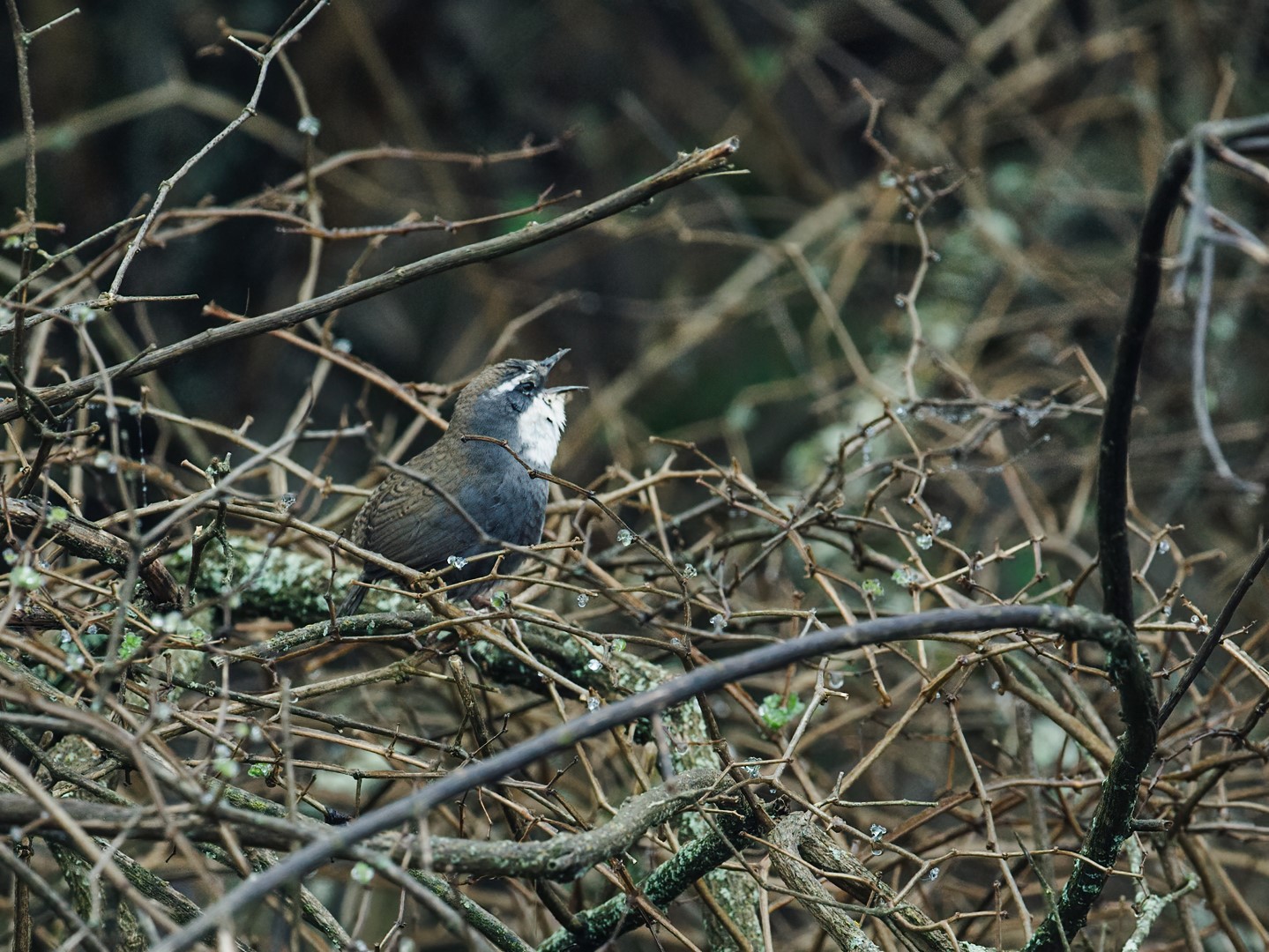White-browed Tapaculo