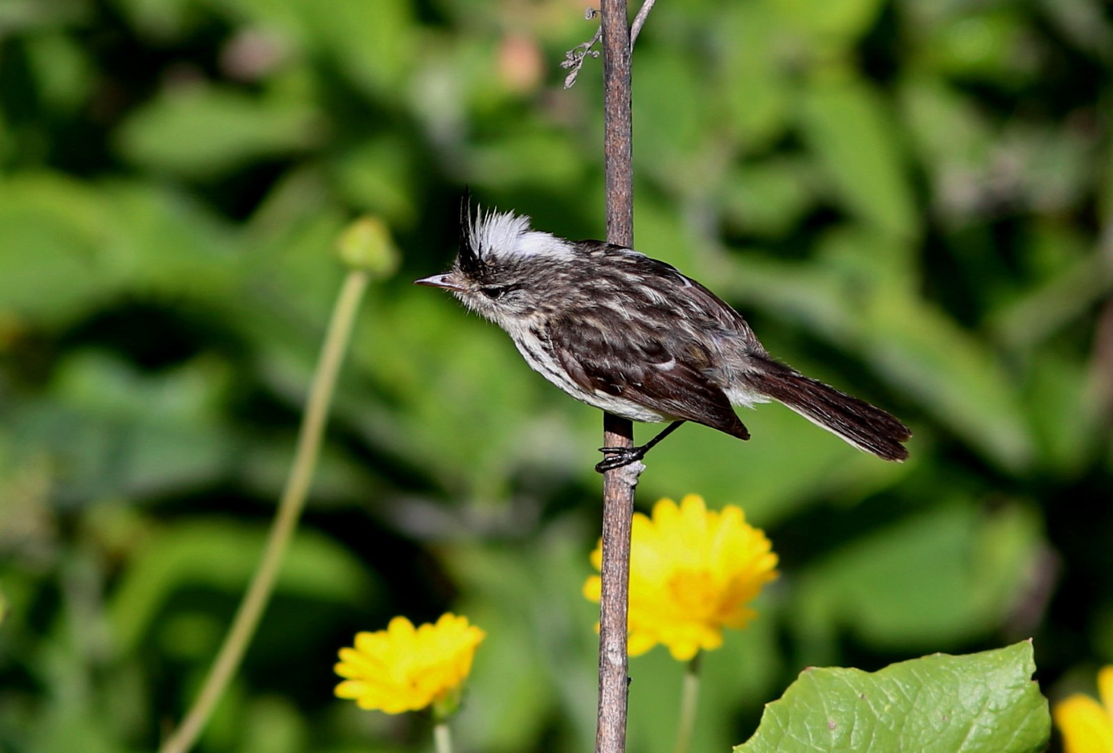 White-browed Tit-Spinetail
