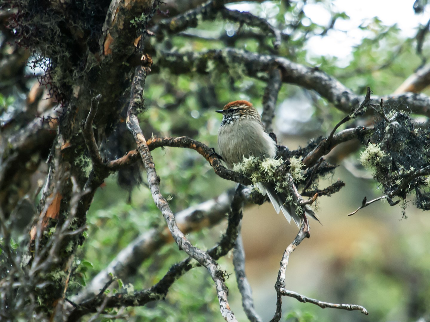 White-browed Tit-Spinetail