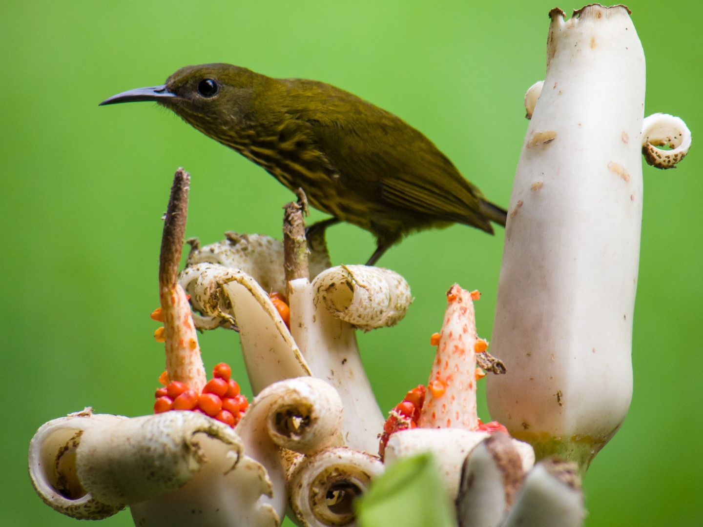 White-browed Tit-Warbler