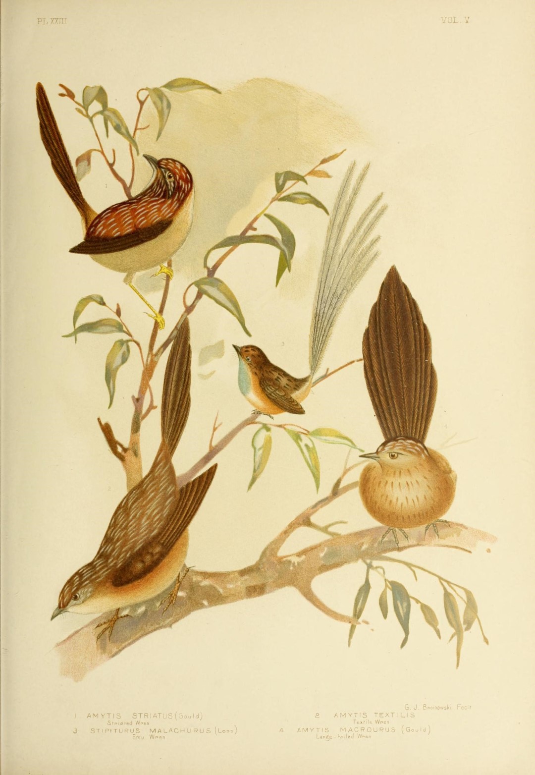 White-browed Treecreeper