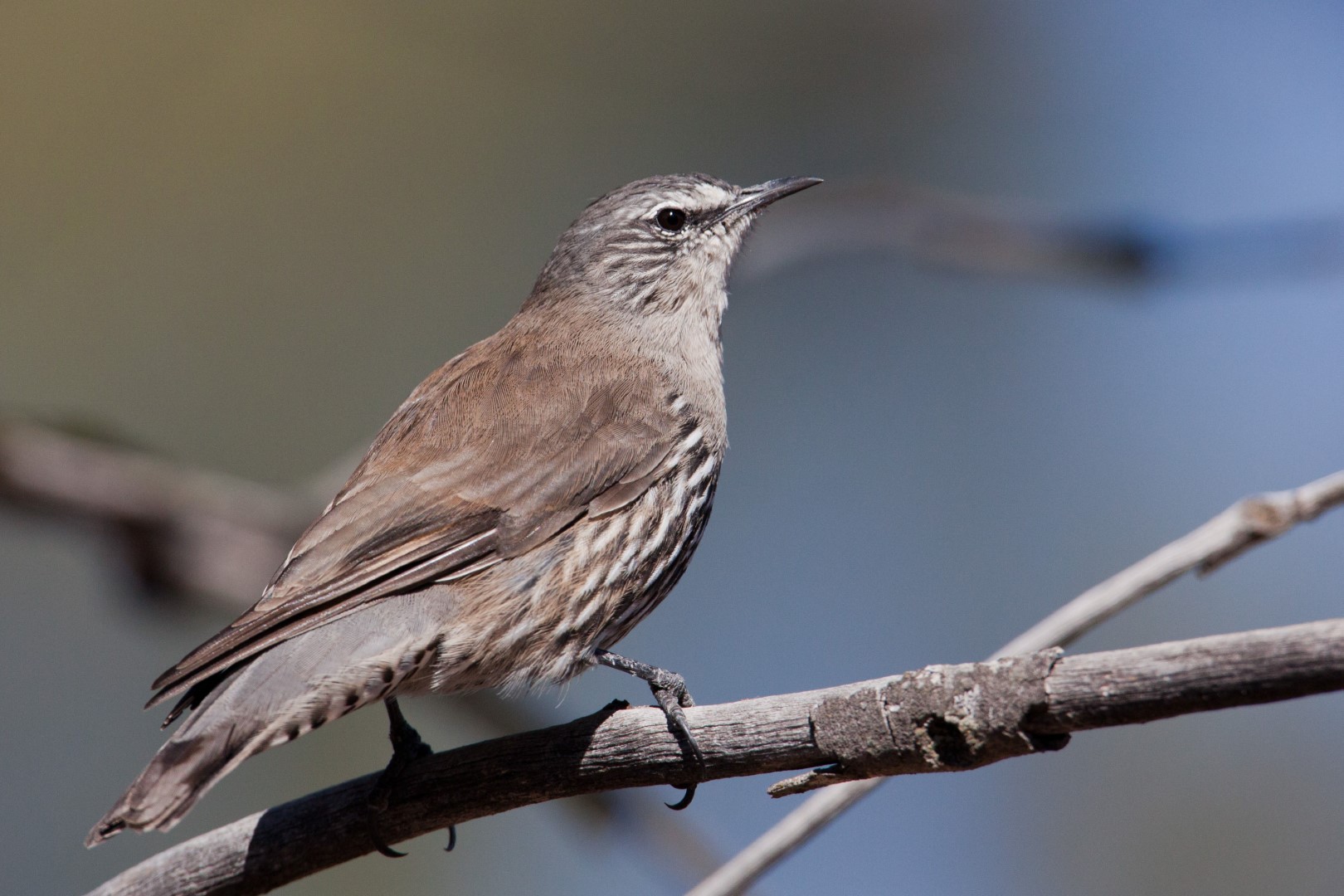 White-browed Treecreeper