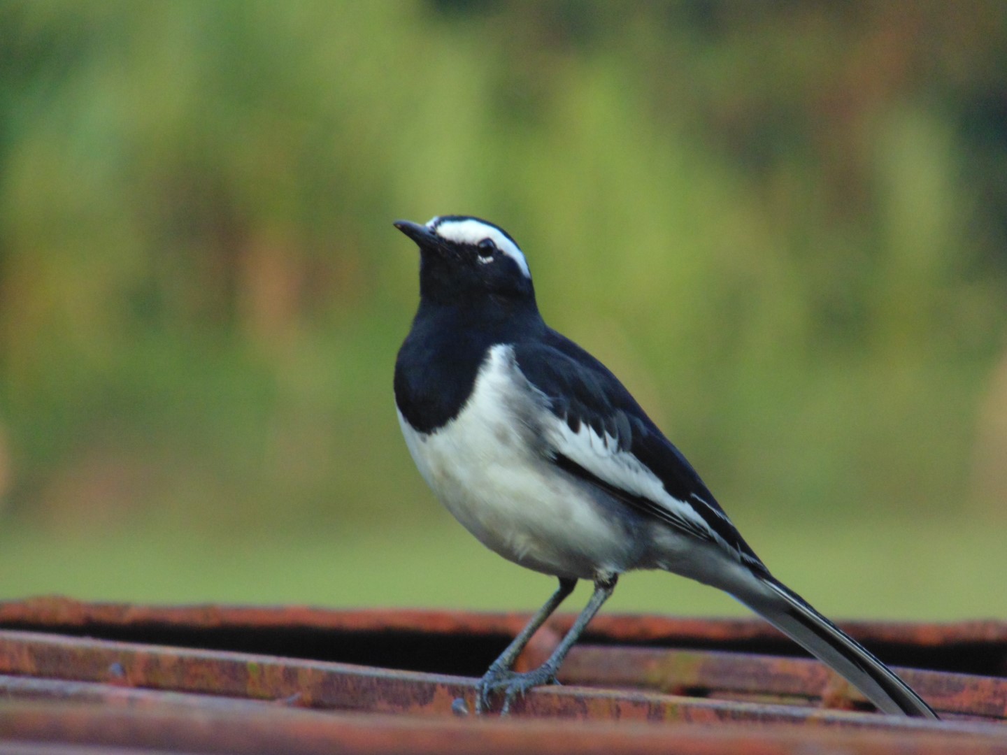 White-browed Wagtail
