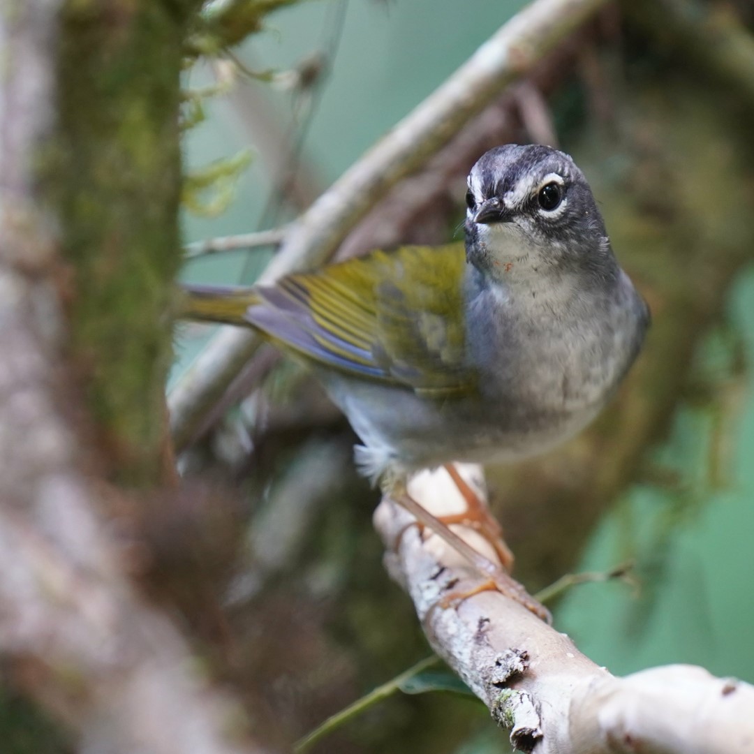 White-browed Warbler
