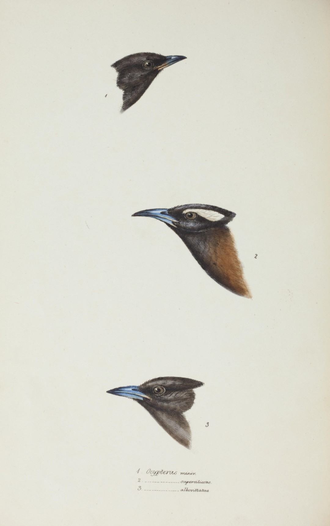 White-browed Woodswallow