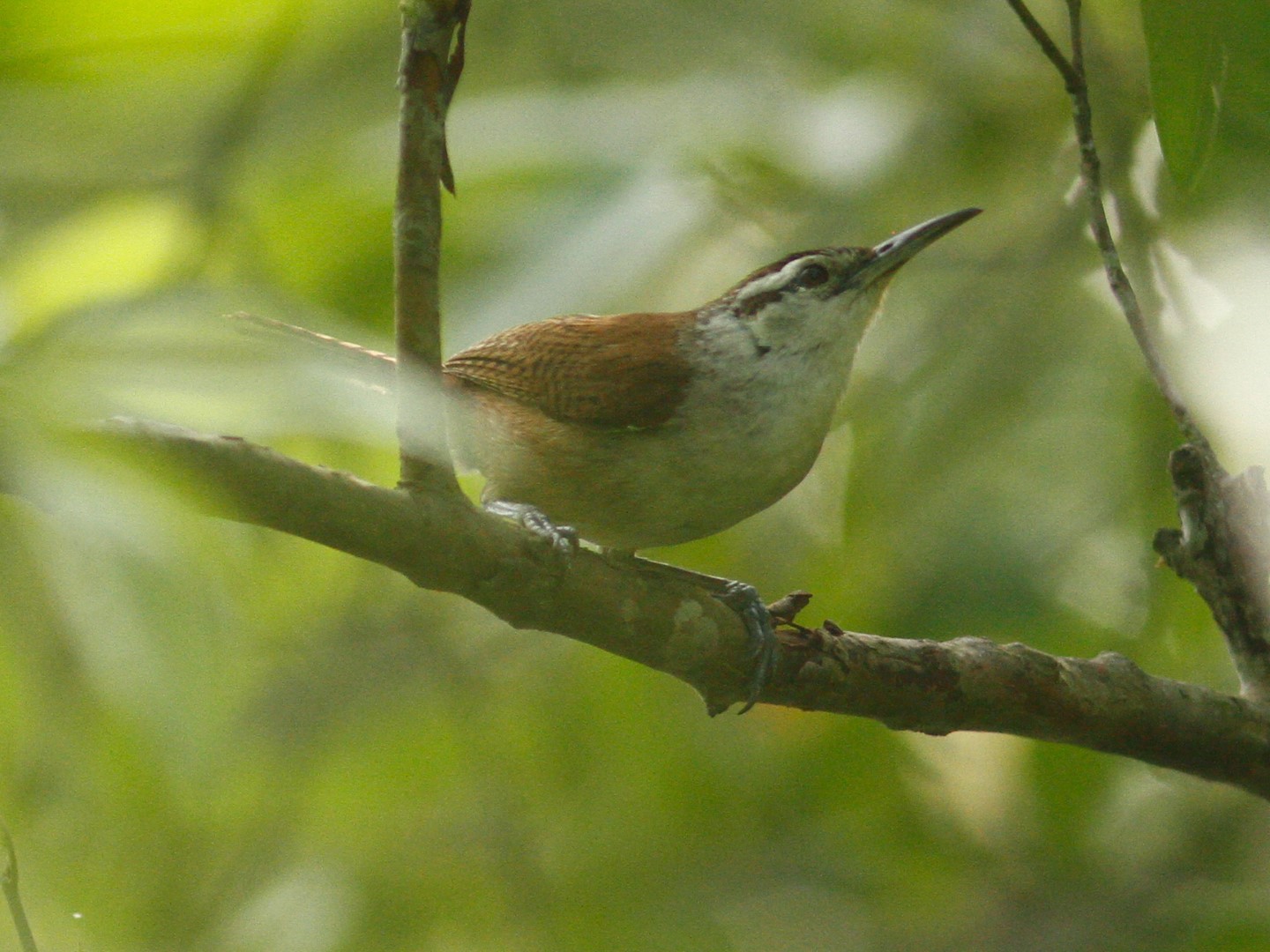 White-browed Wren