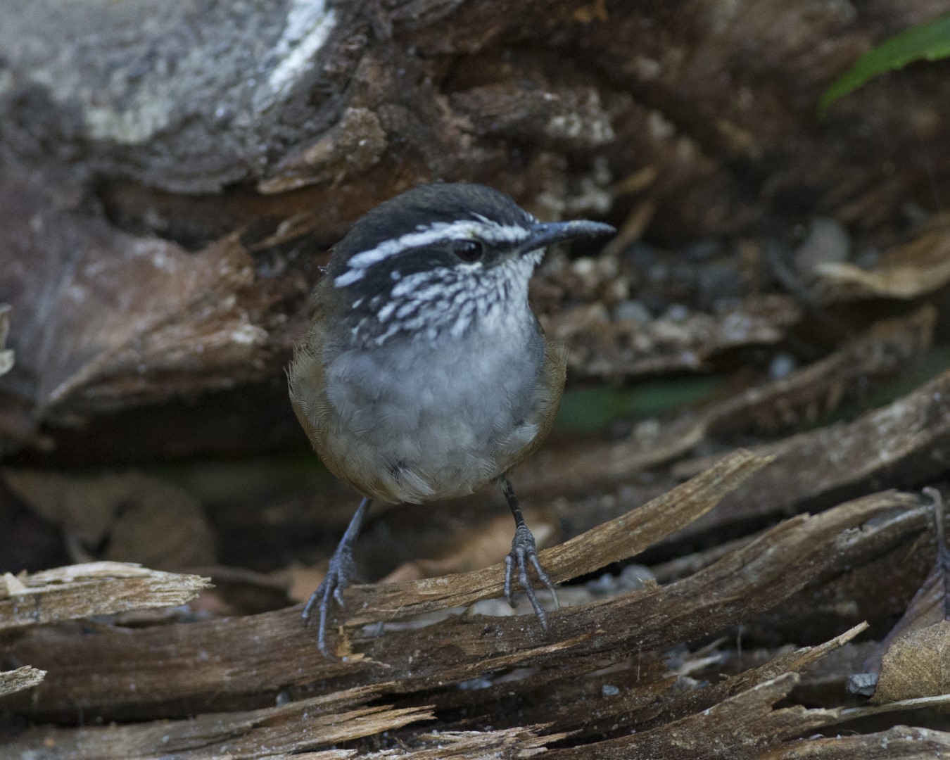 White-browed Wren