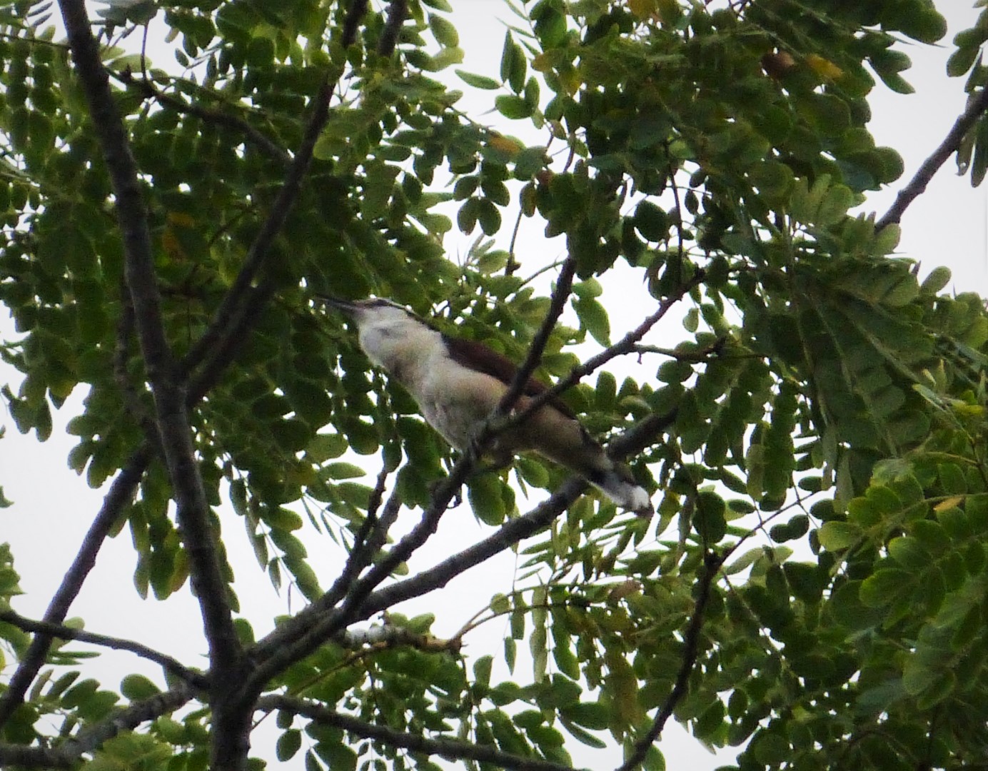 White-browed Wren