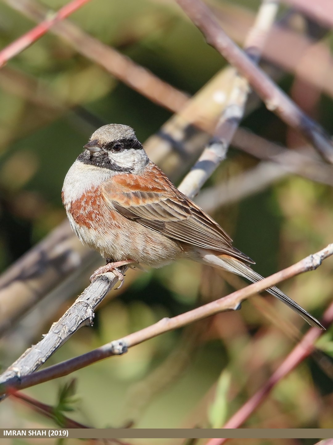 White-capped Bunting