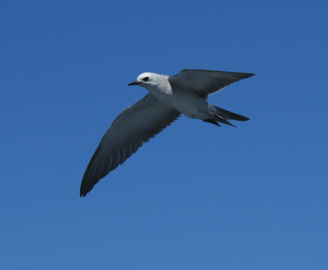 White-capped Noddy