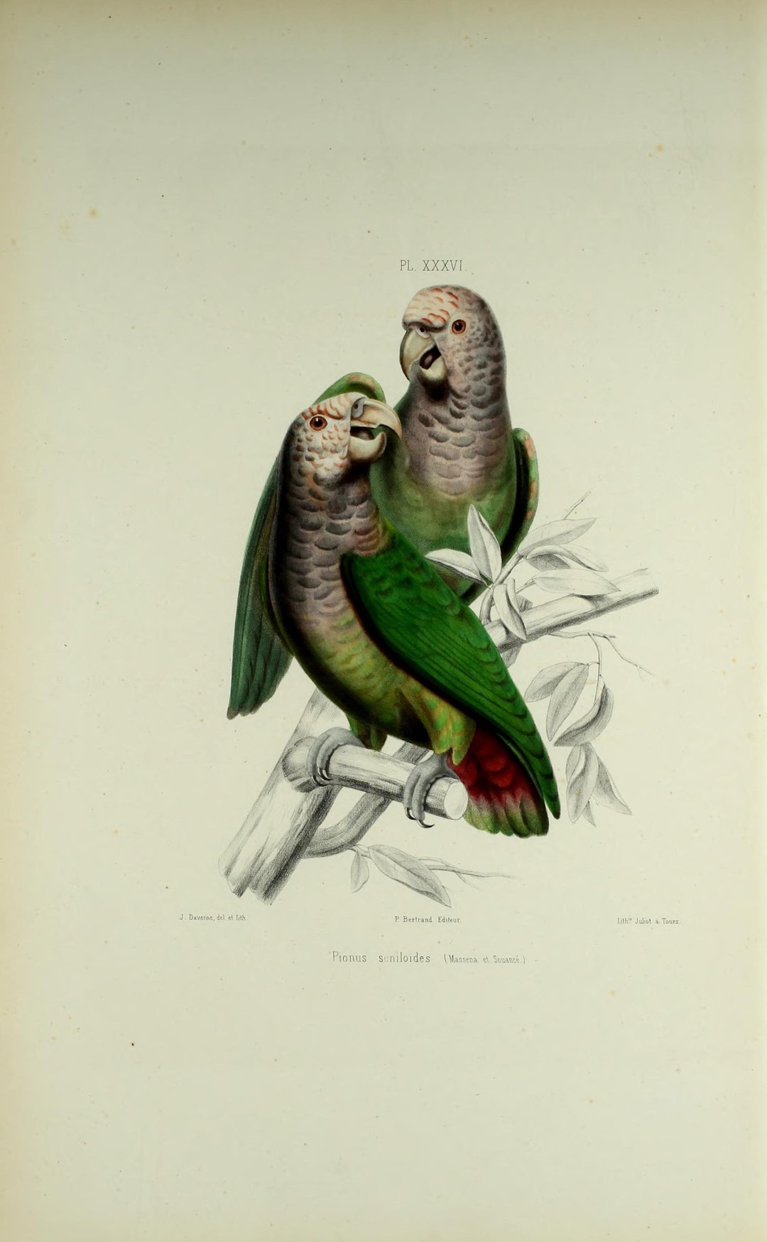 White-capped Parrot