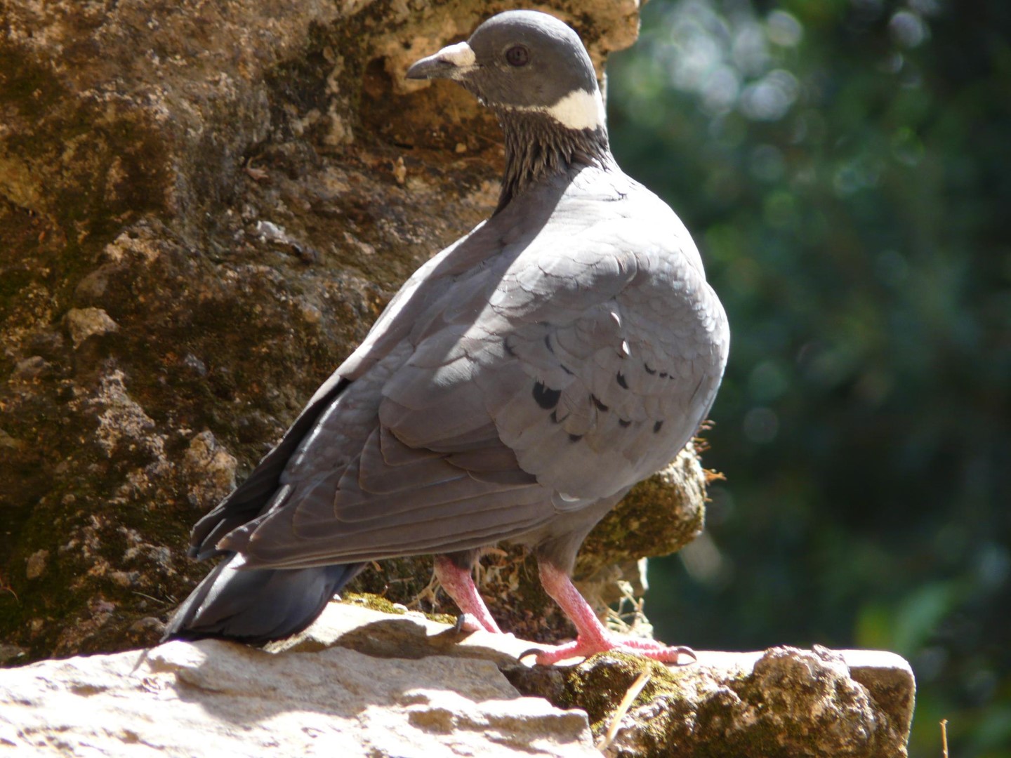 White-capped Pigeon