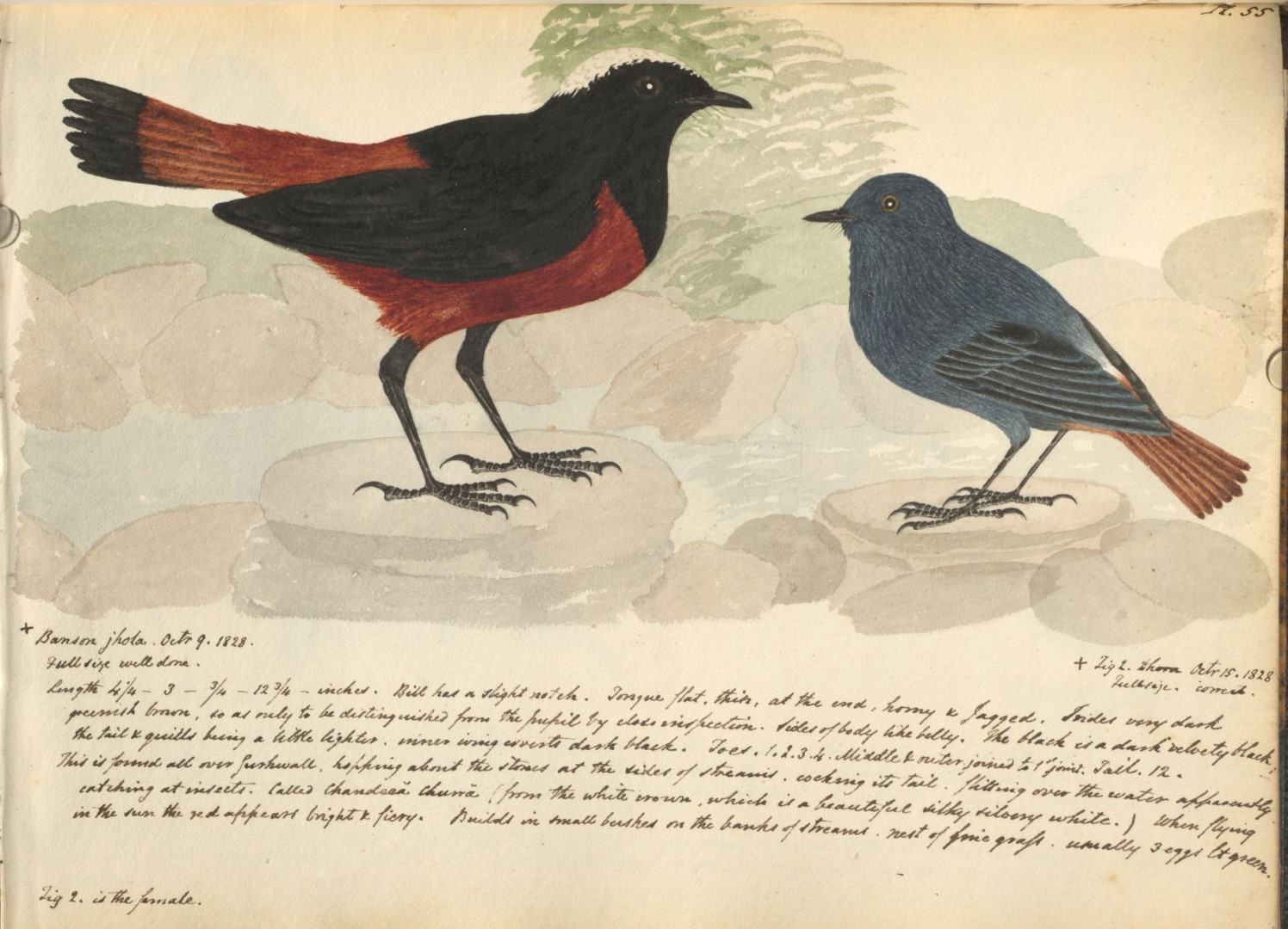 White-capped Redstart