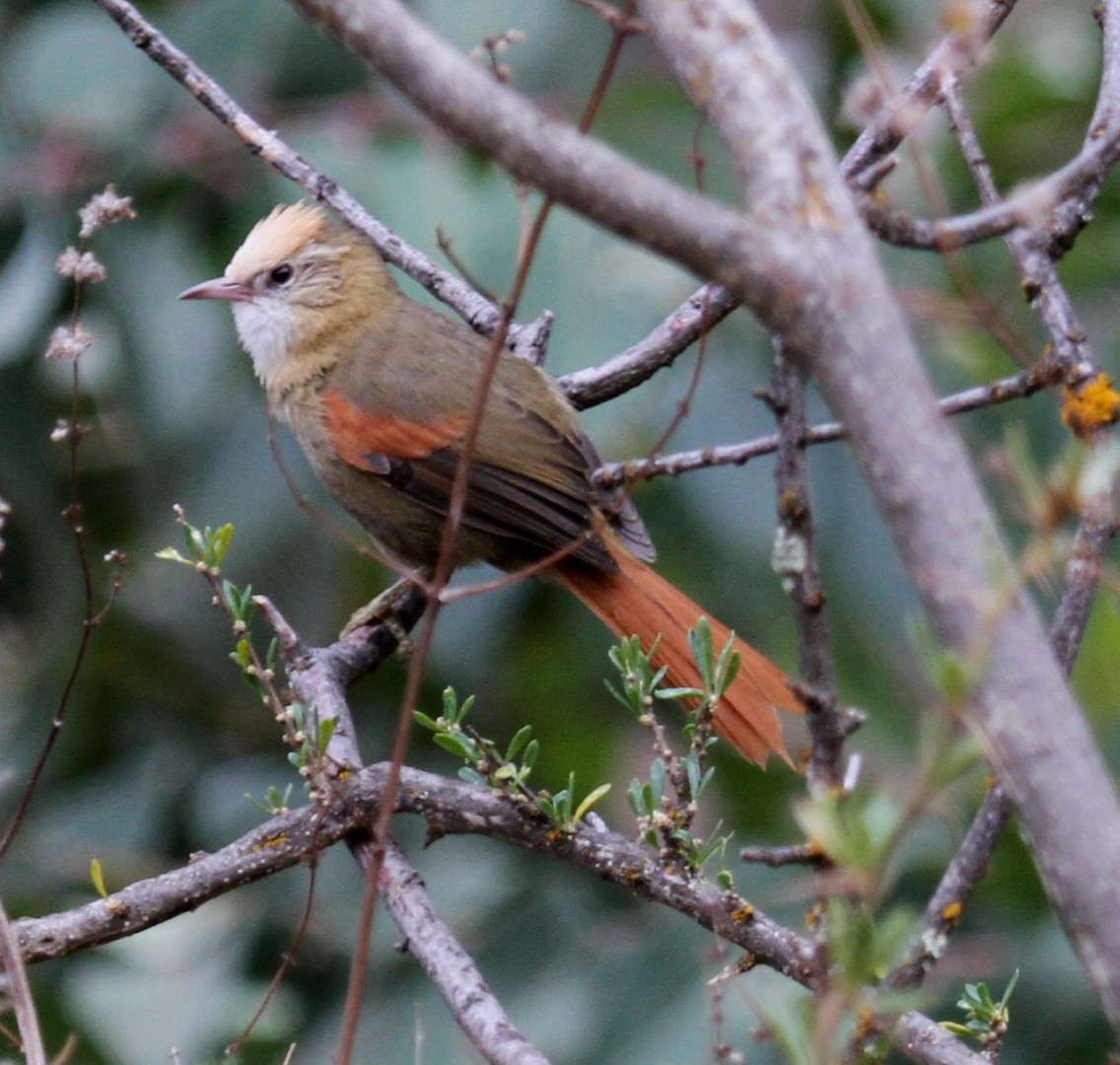 White-capped Spinetail